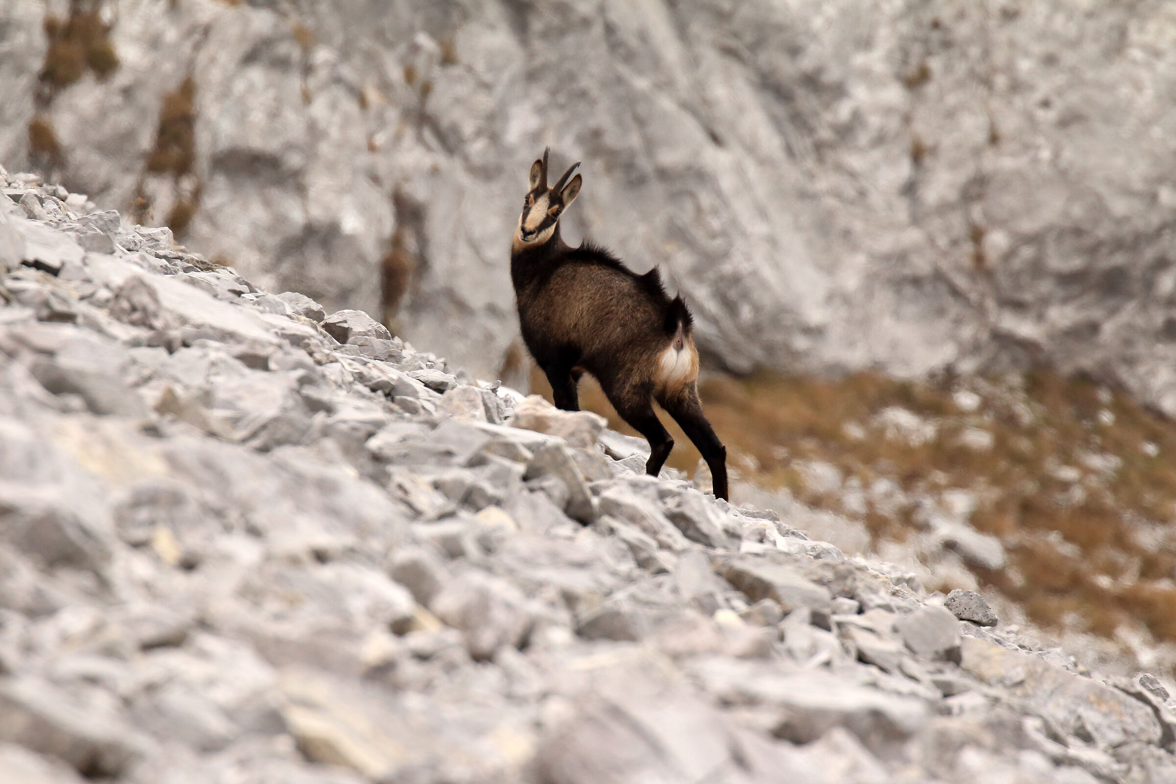 chamois on the scree...