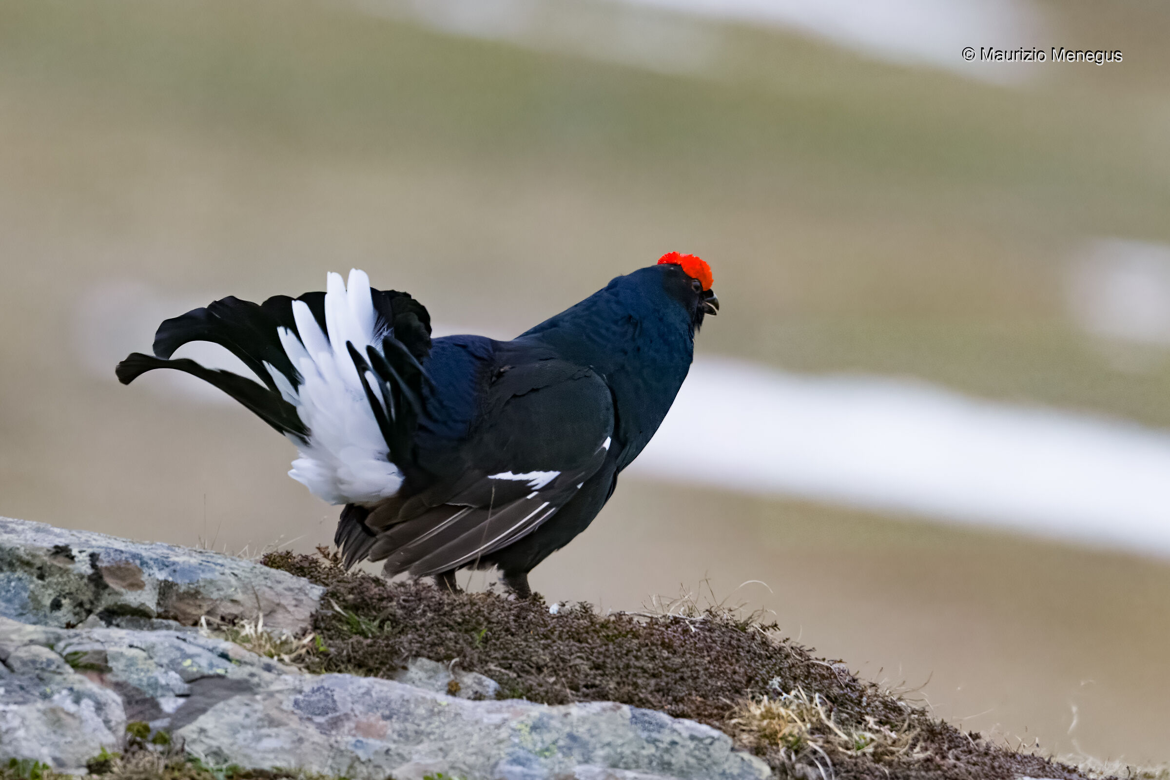 Black grouse in May Dolomites ...