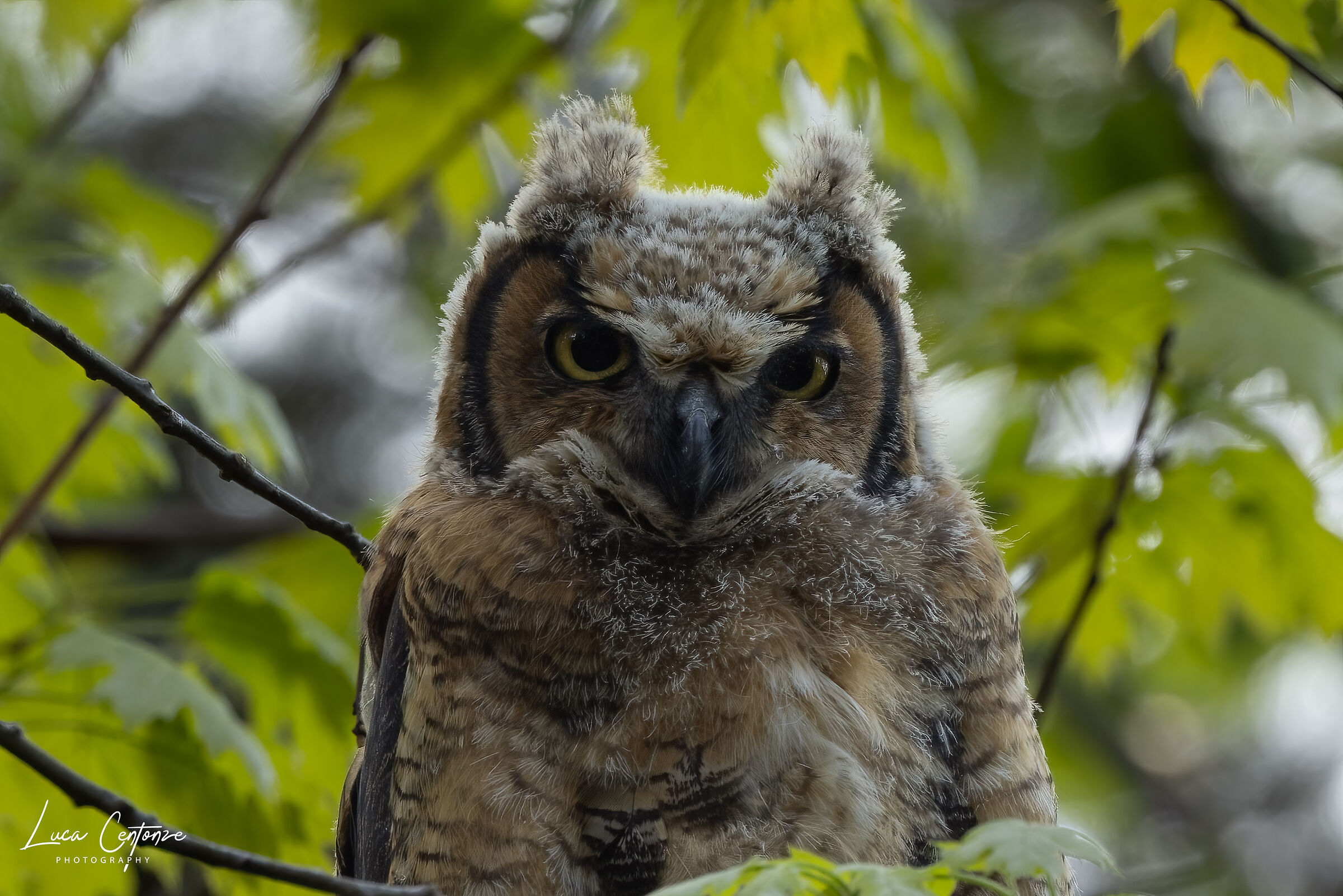Great Horned Owlet...