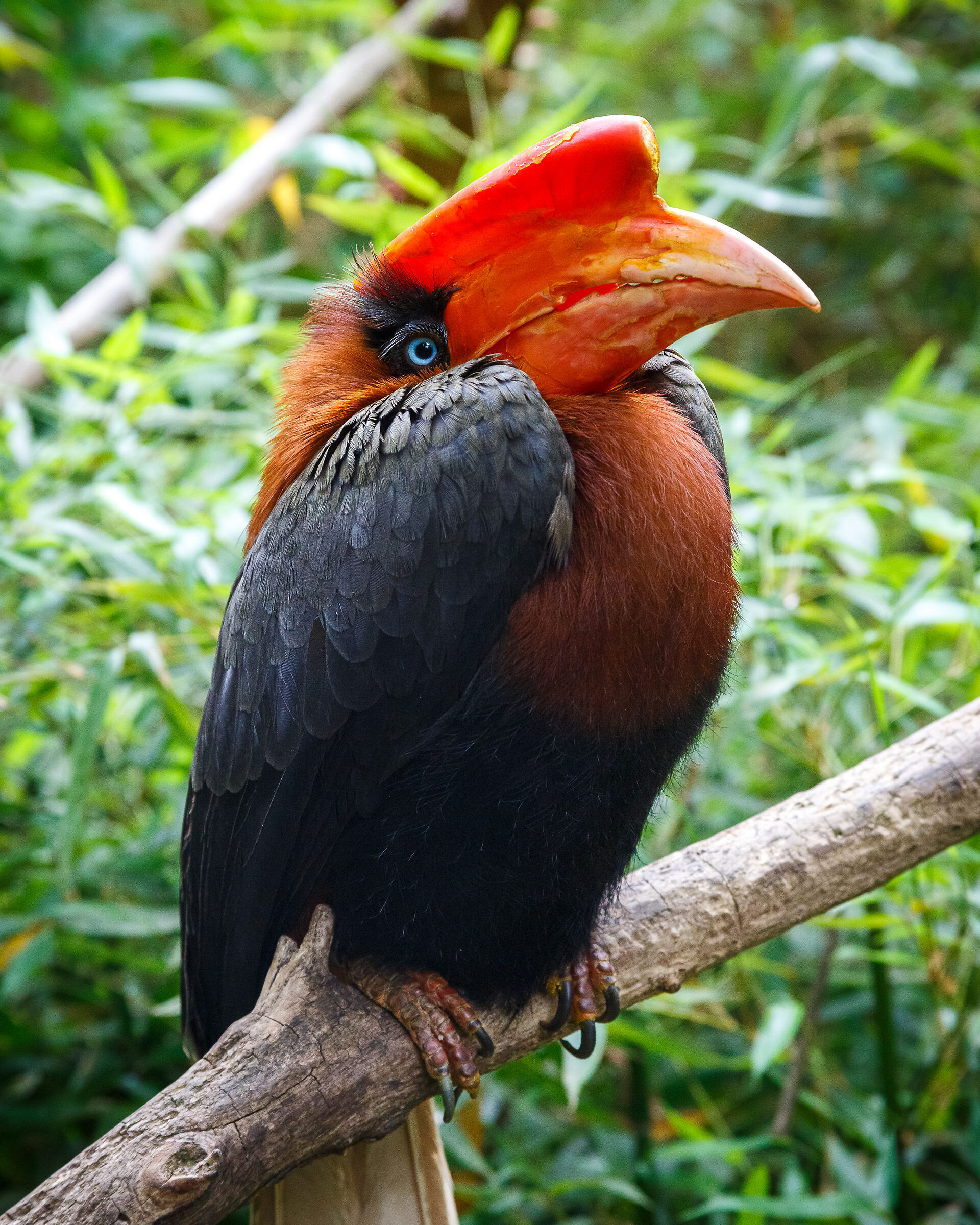 Reddish hornbill...
