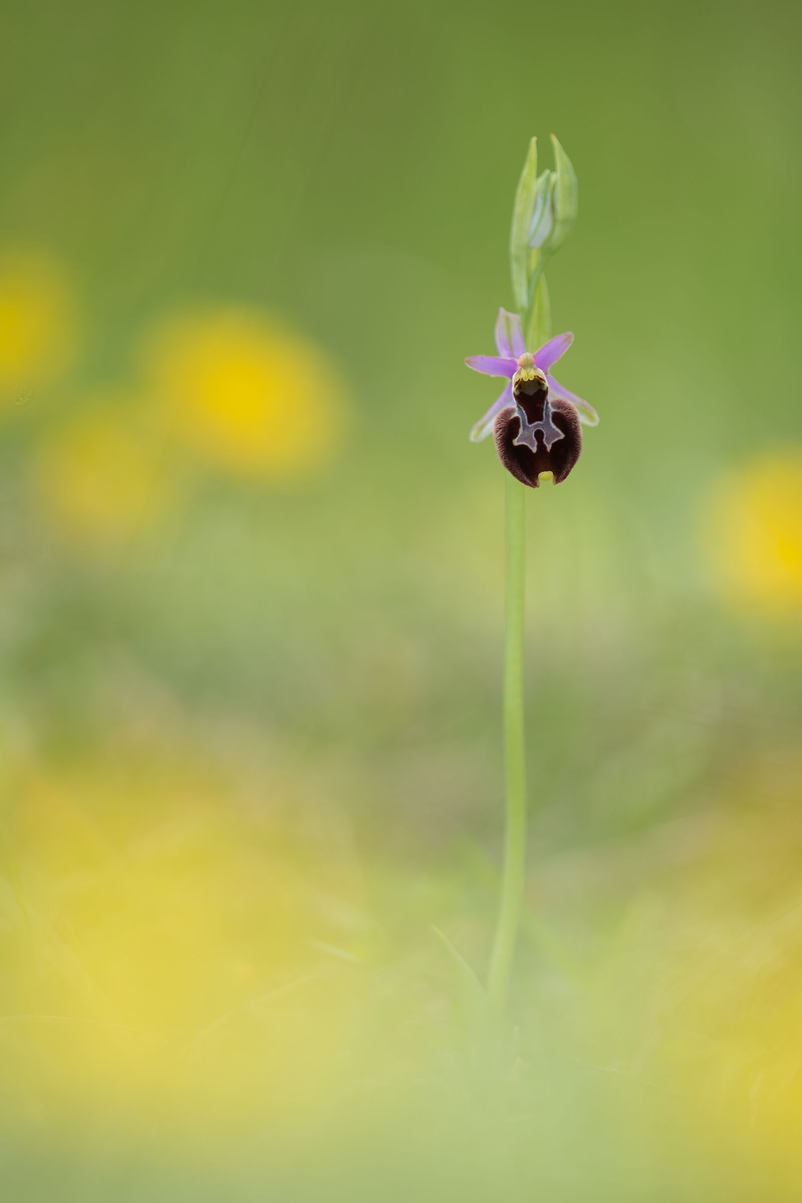 Ophrys x gumprechtii nothosubsp pierae...