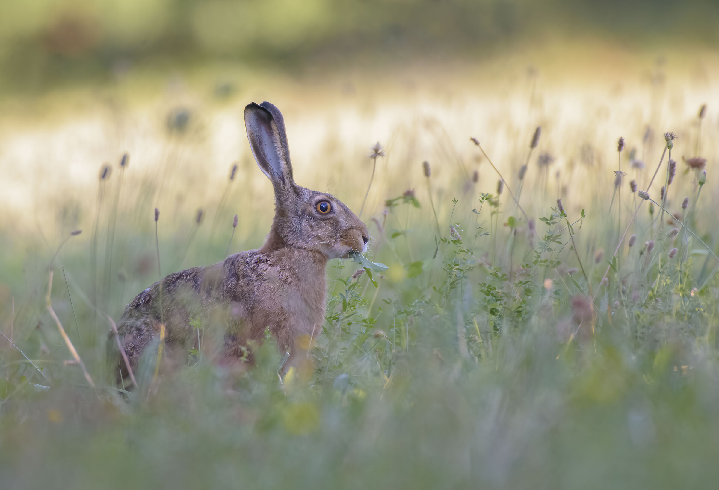 Early morning hare ...