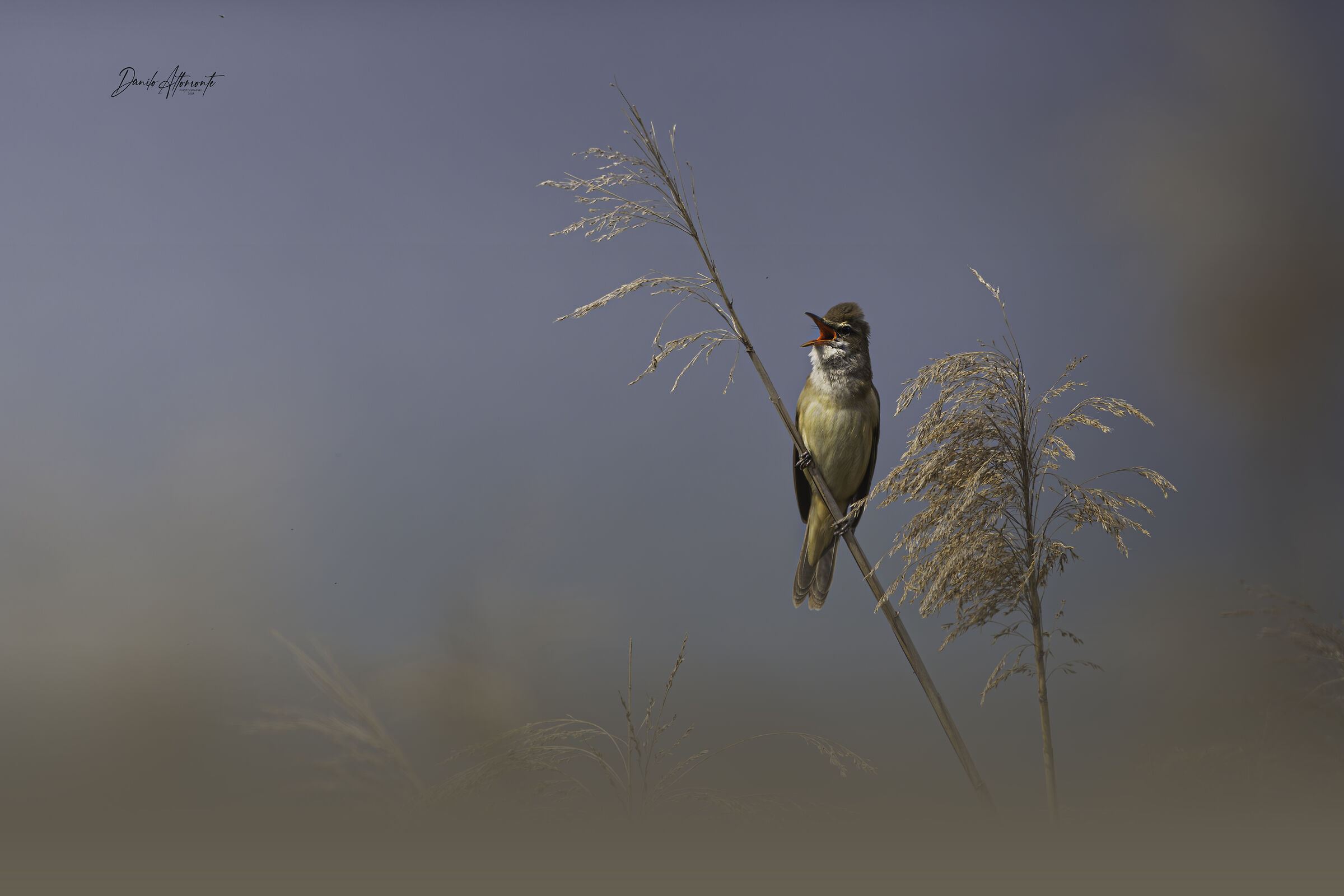 Great reed warbler...