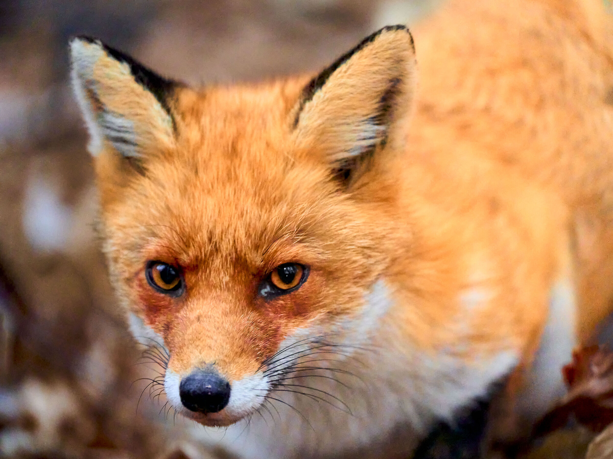 PORTRAIT OF THE FOX  ...