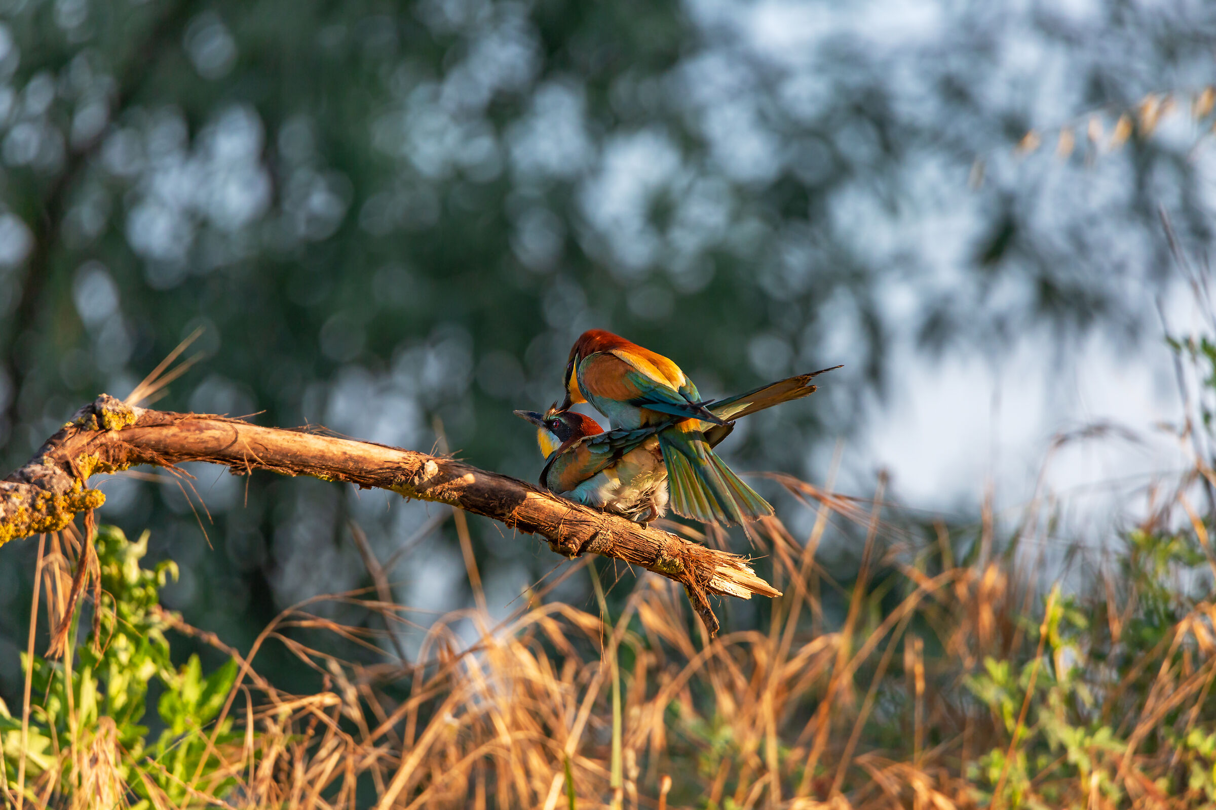 Kunning bee-eaters...