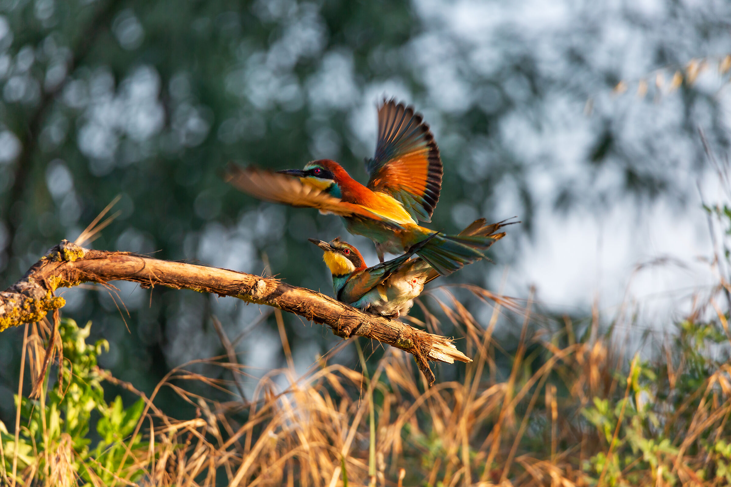 Bee-eaters Term Mating...