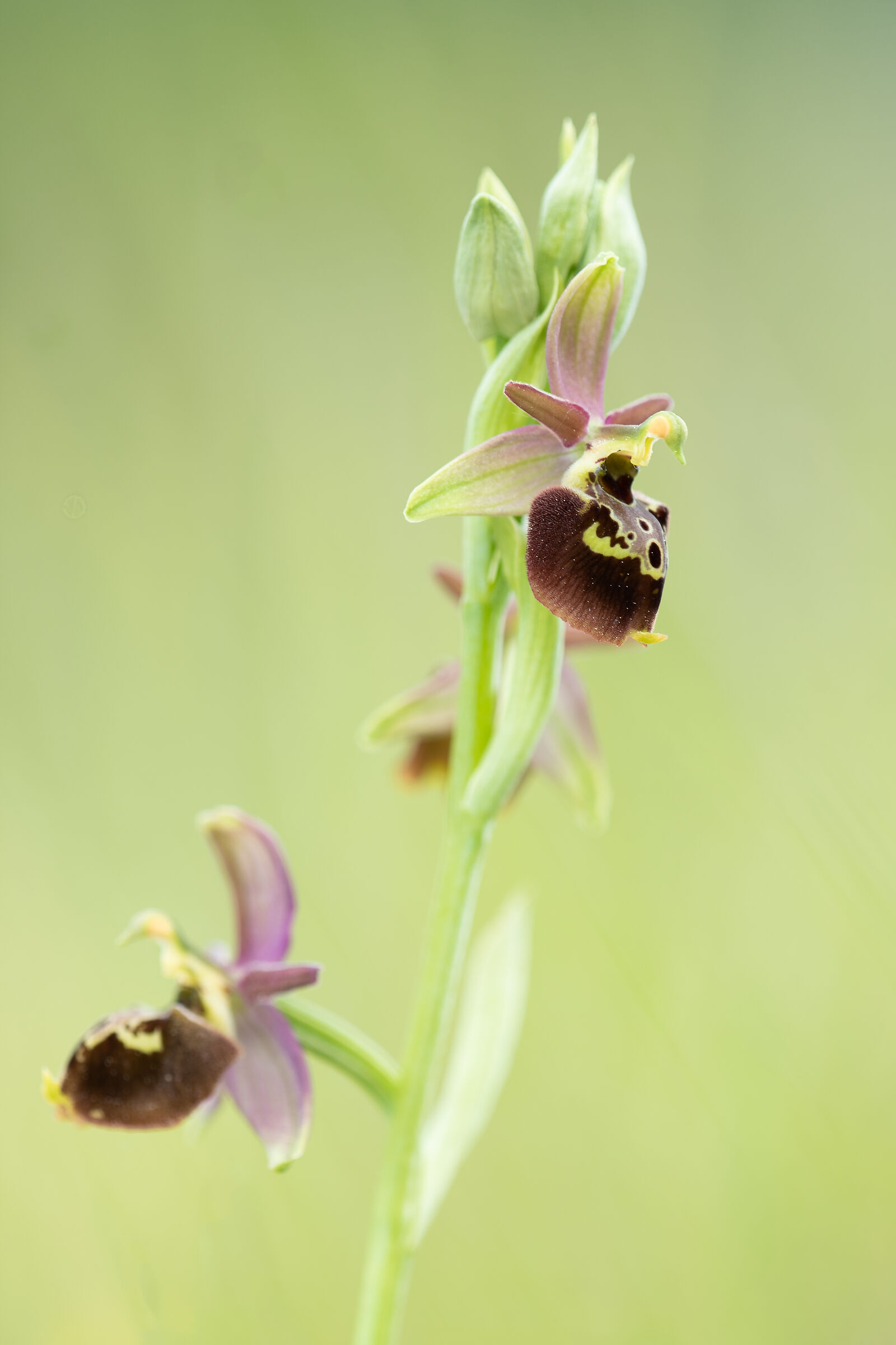 Ophrys x metellae...