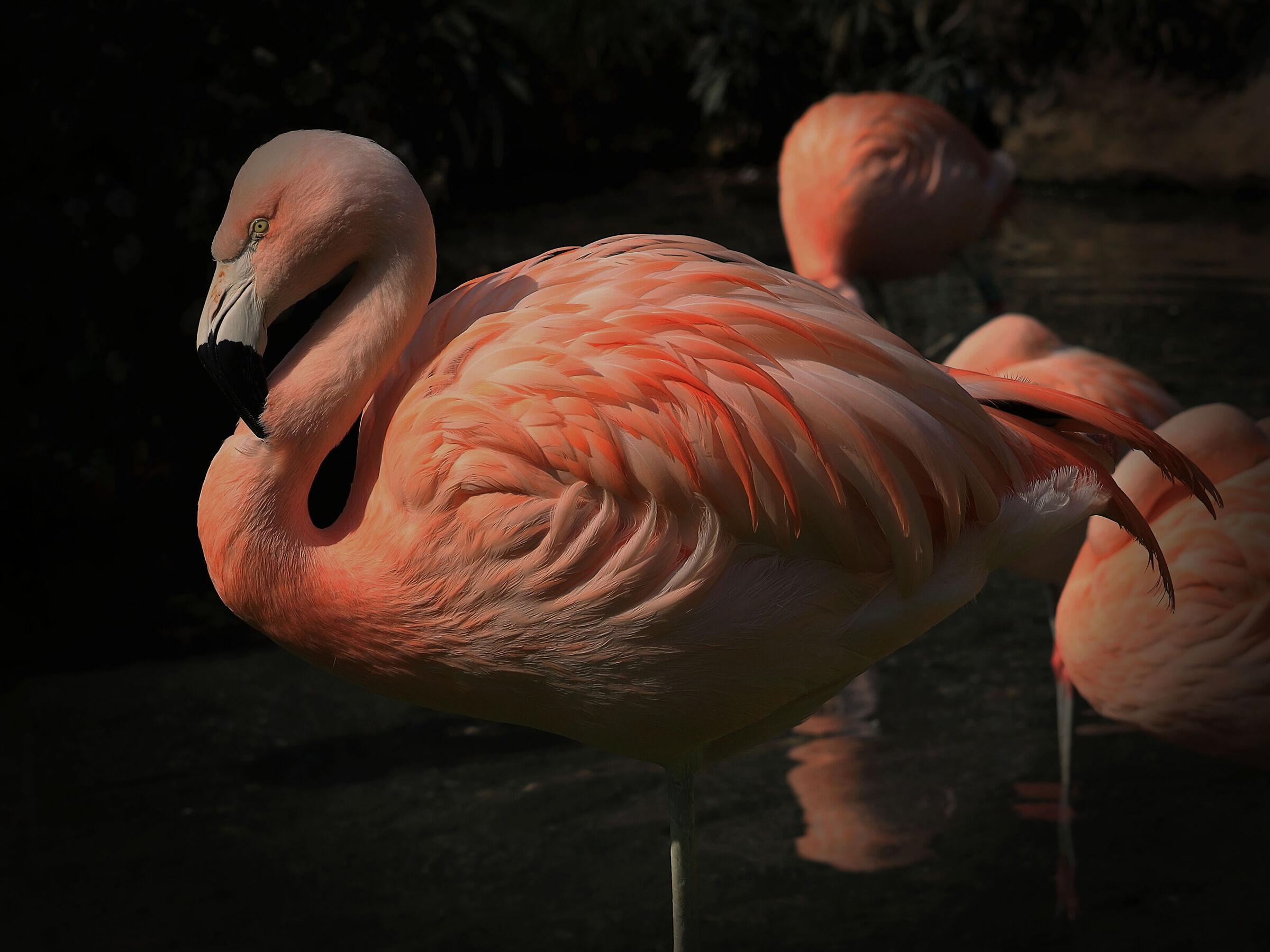 Chilean flamingo (2)...