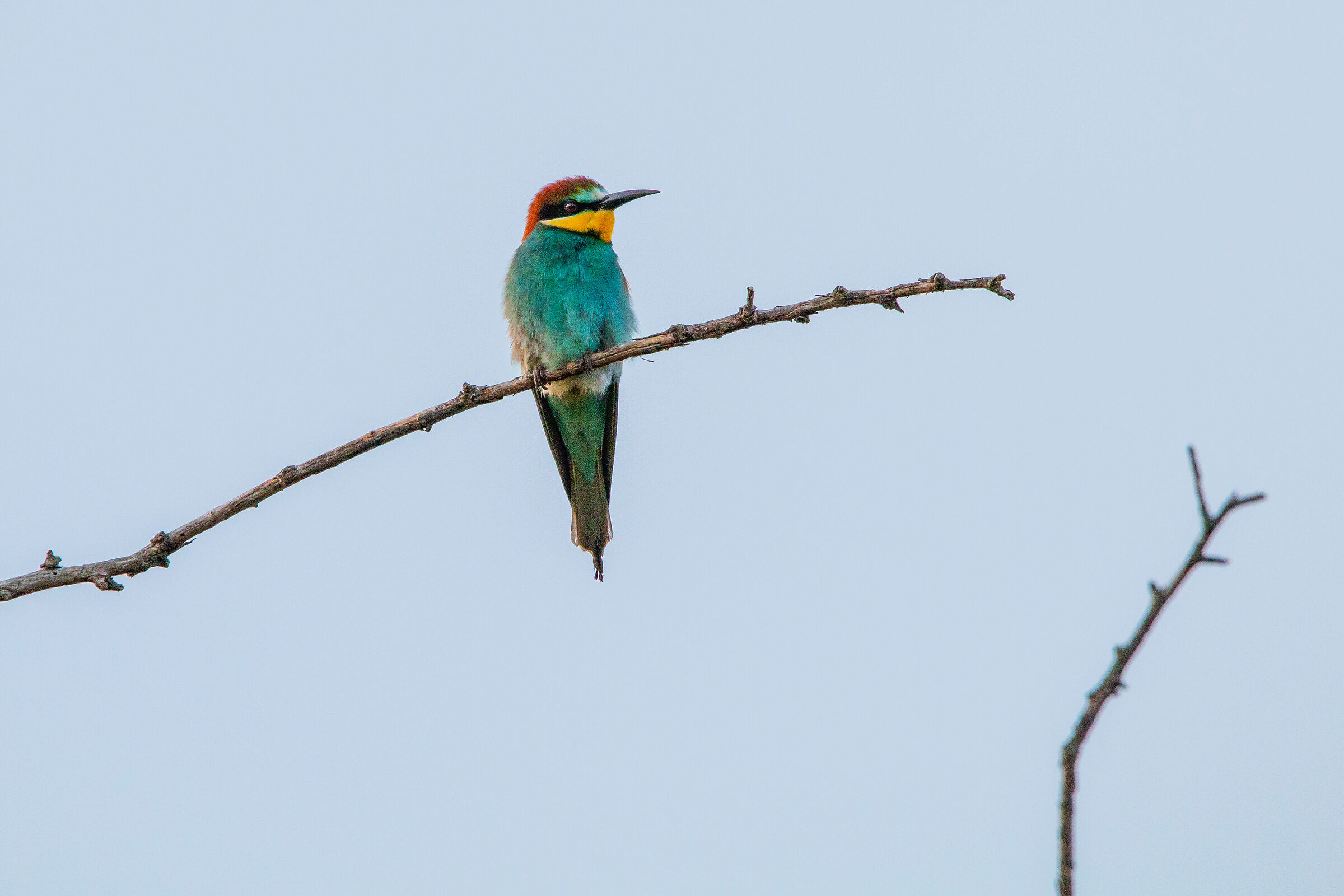 My first bee-eater...