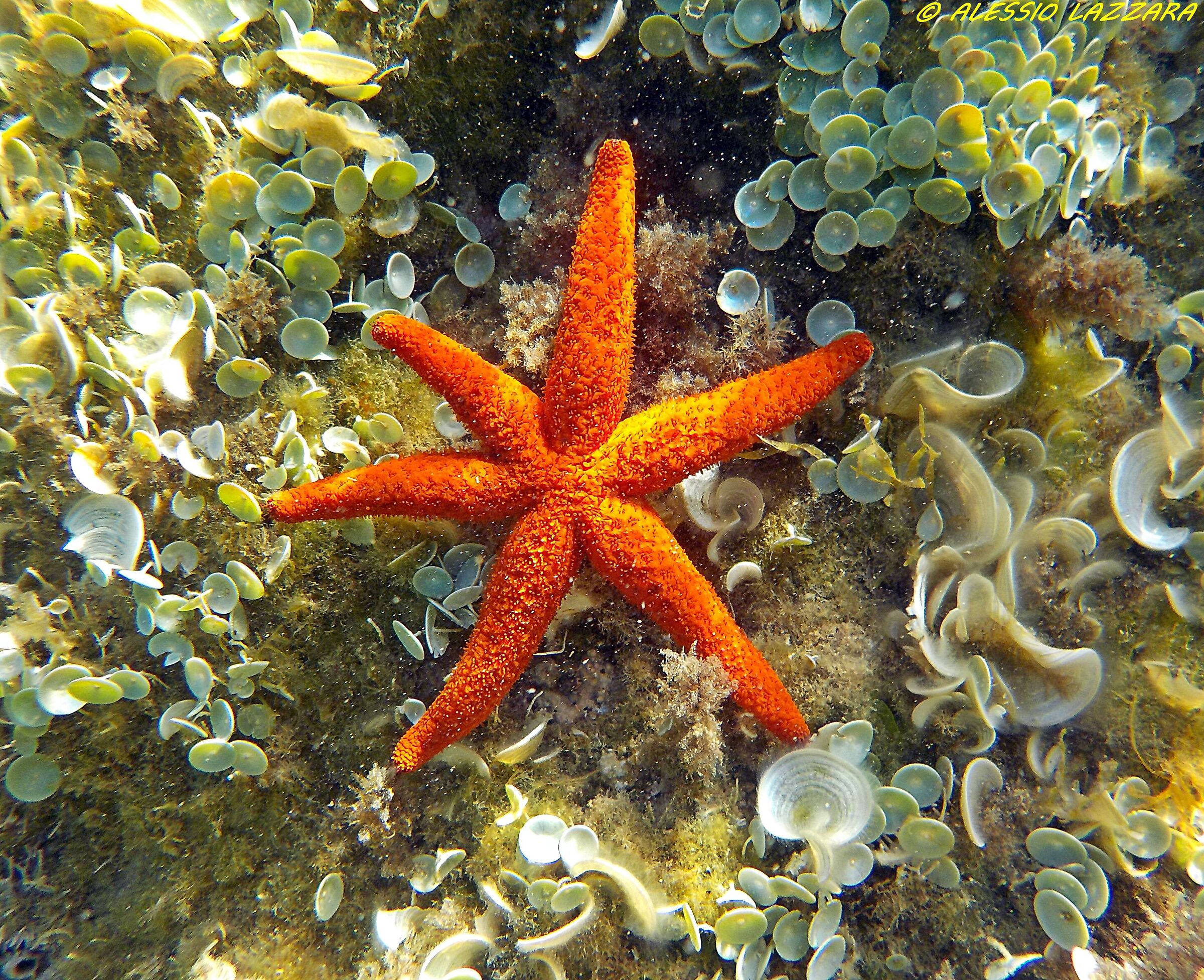 Starfish...