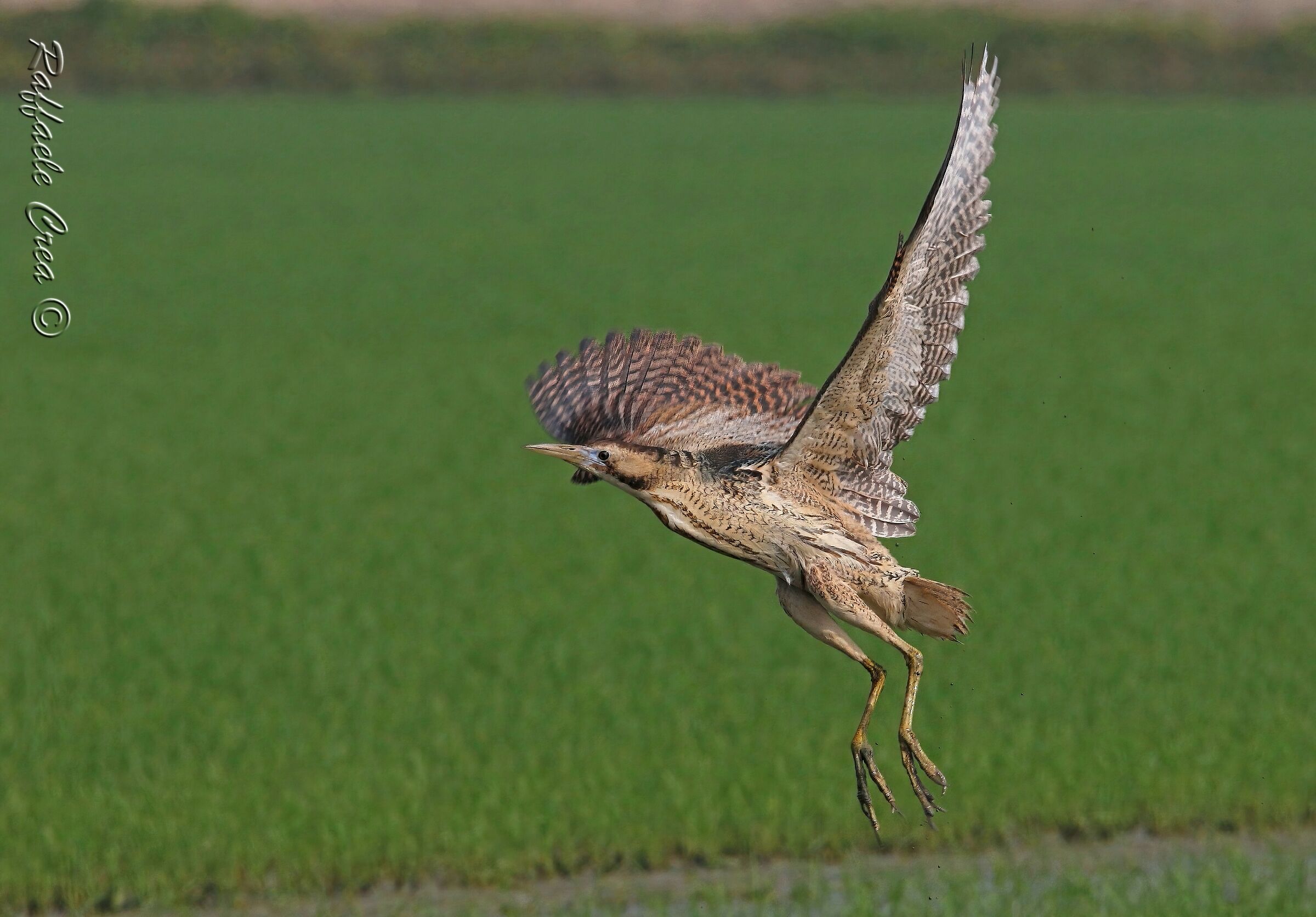 The flight of the bittern in the paddy field...