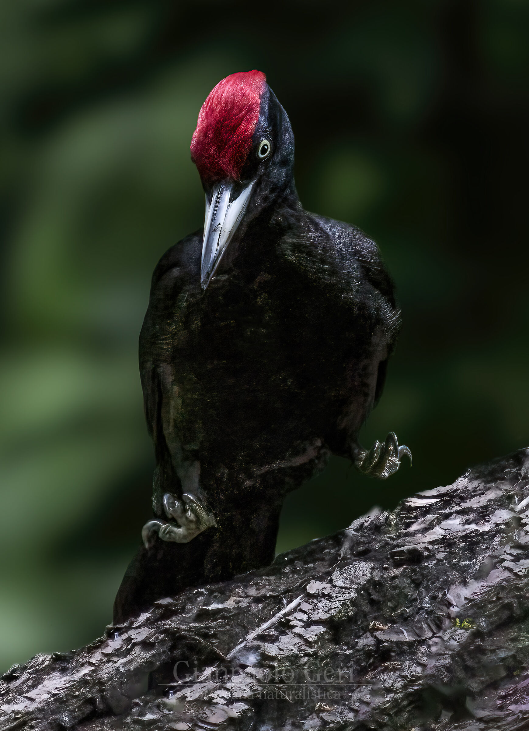 Black woodpecker (Dryocopus martius)...