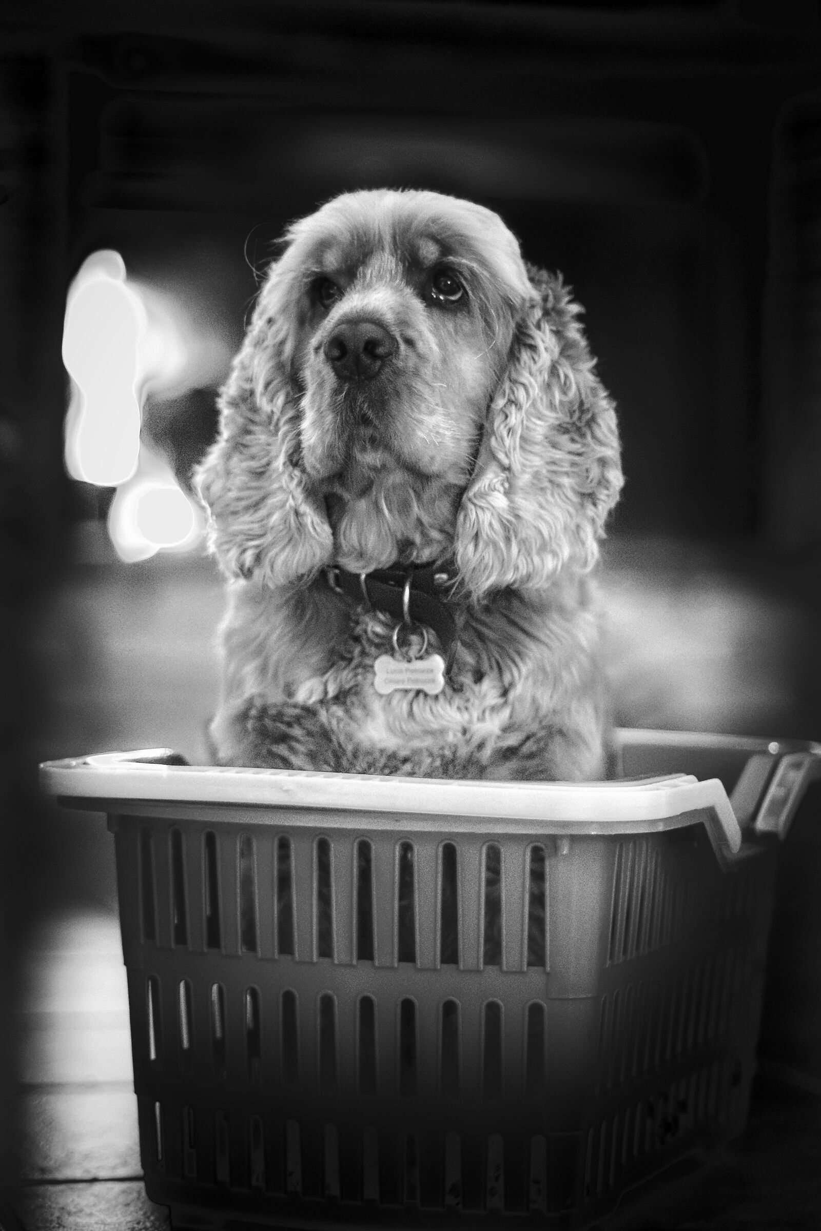 in the basket...