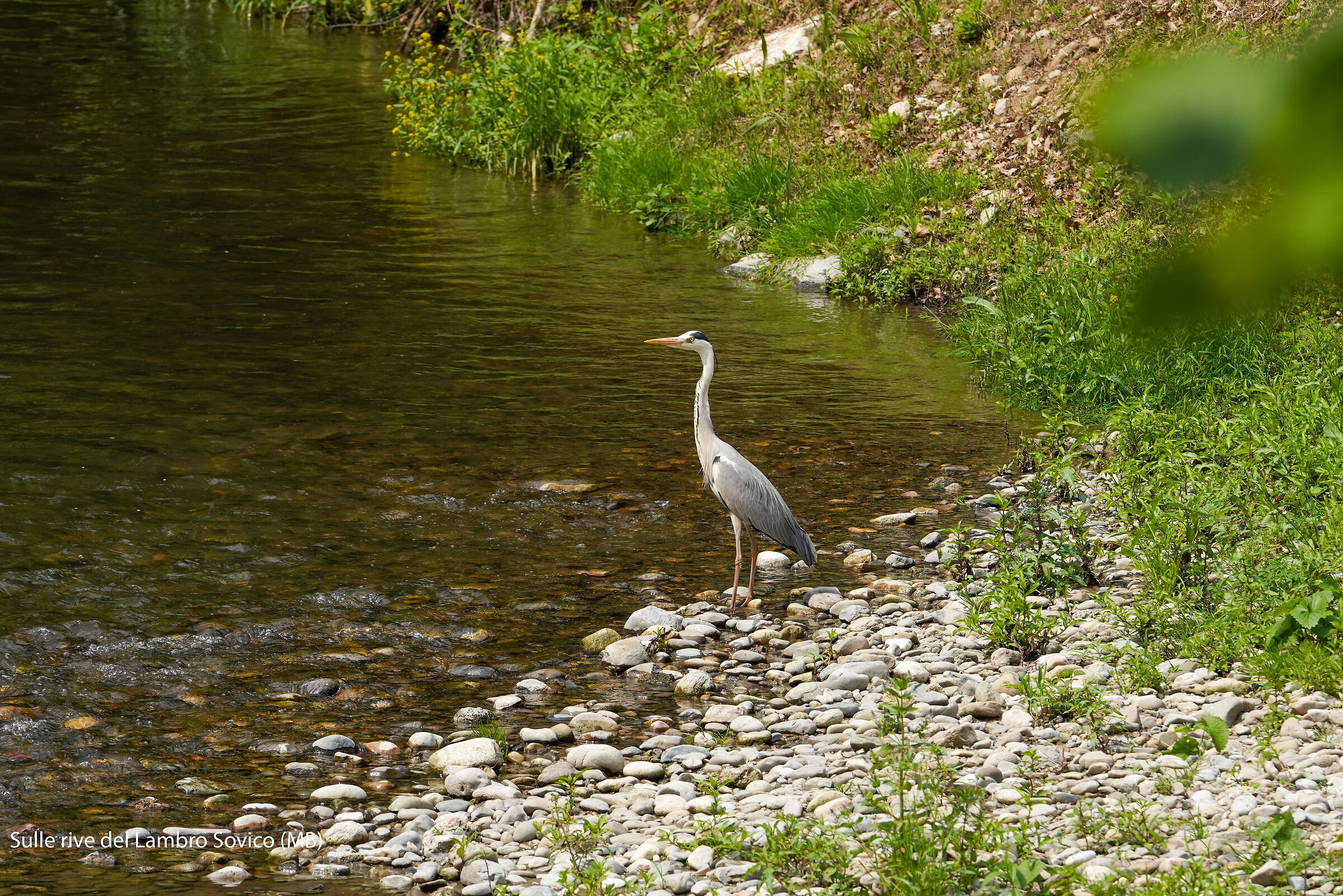Heron on the banks of the Lambro 02...