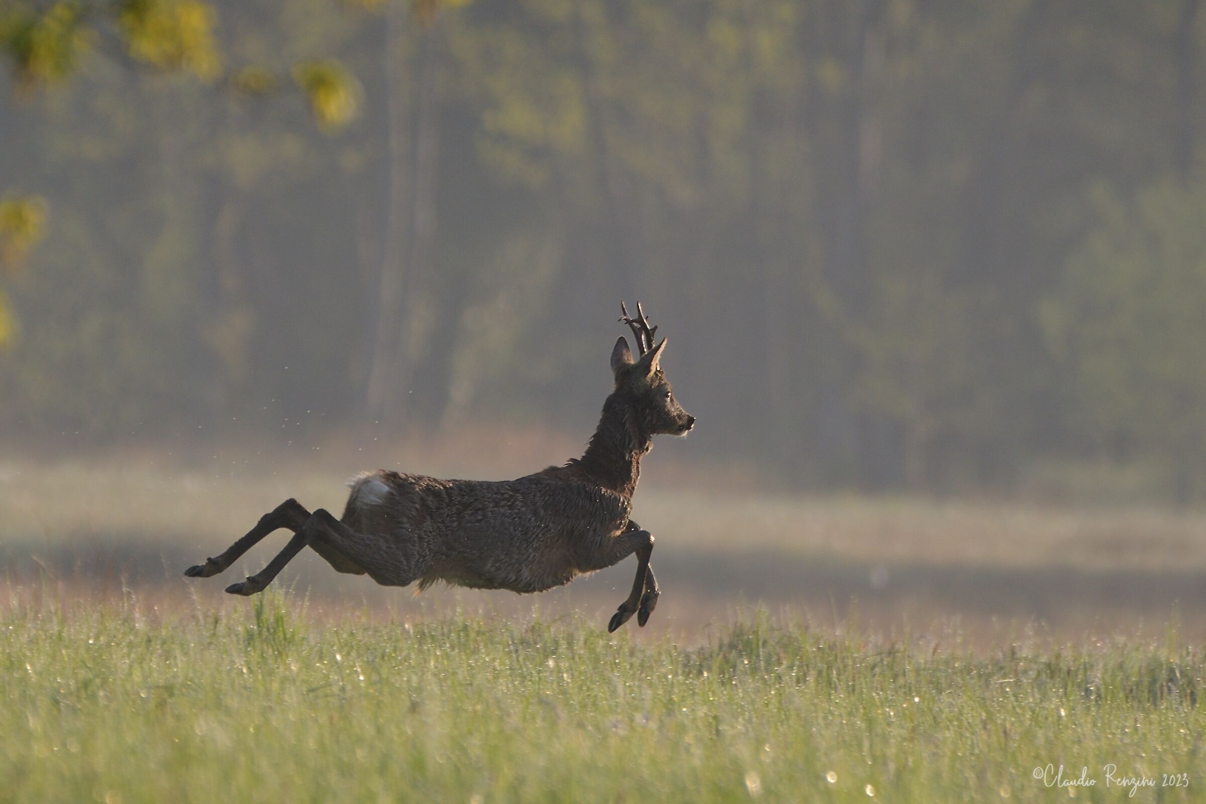 Roe deer running...