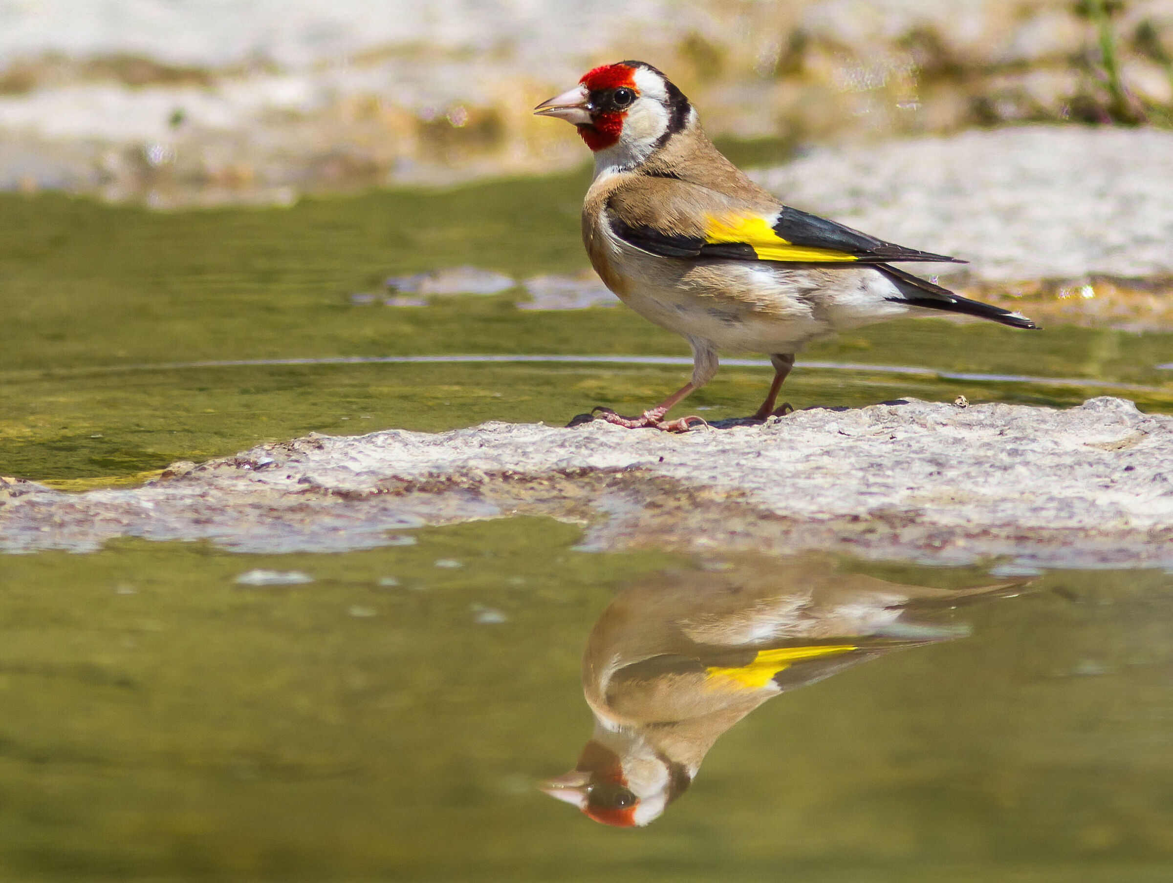 Other goldfinch...