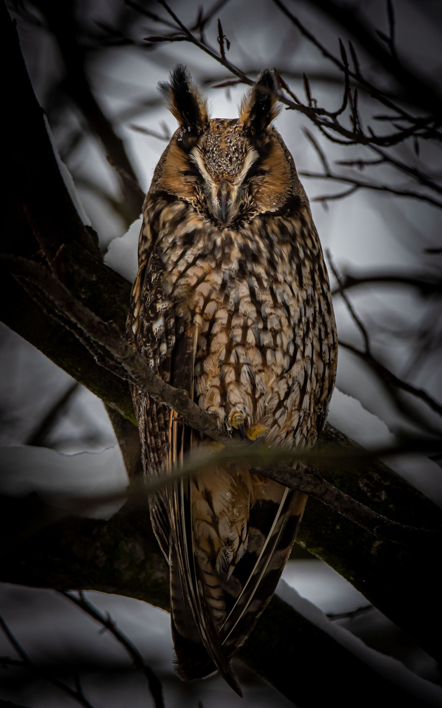Eared Owl...