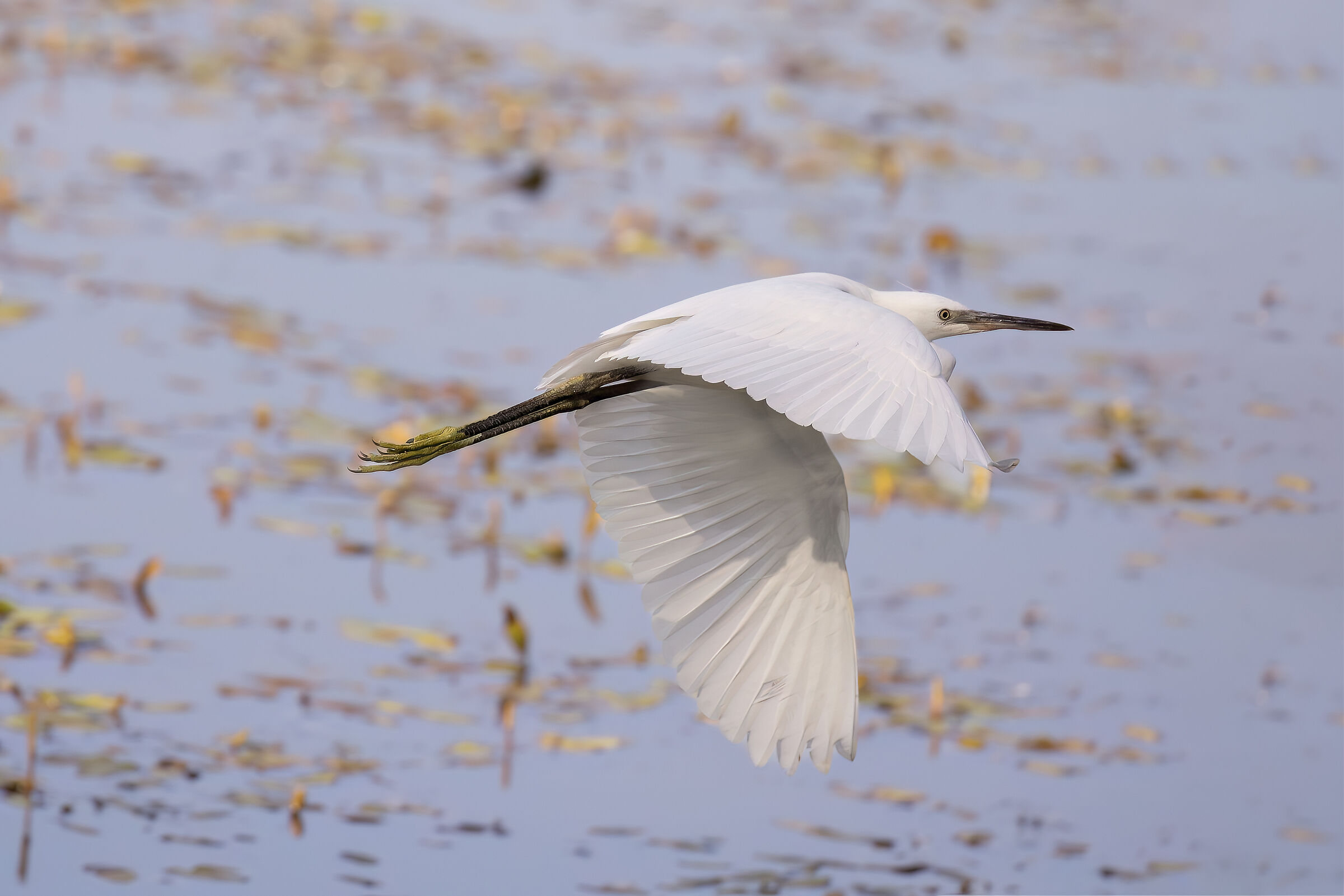 Egret in Flight...