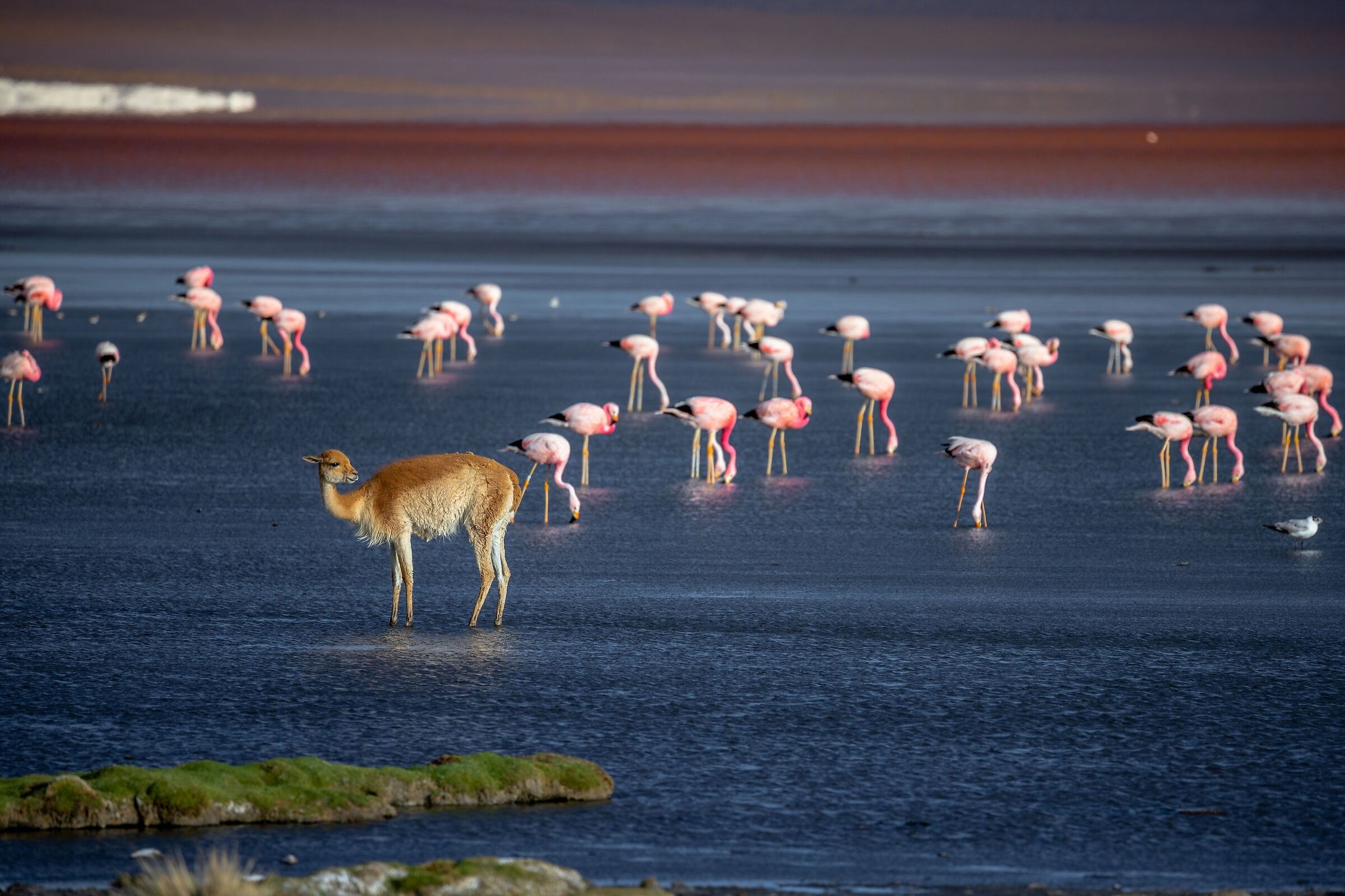 Vicuñas and flamingos...