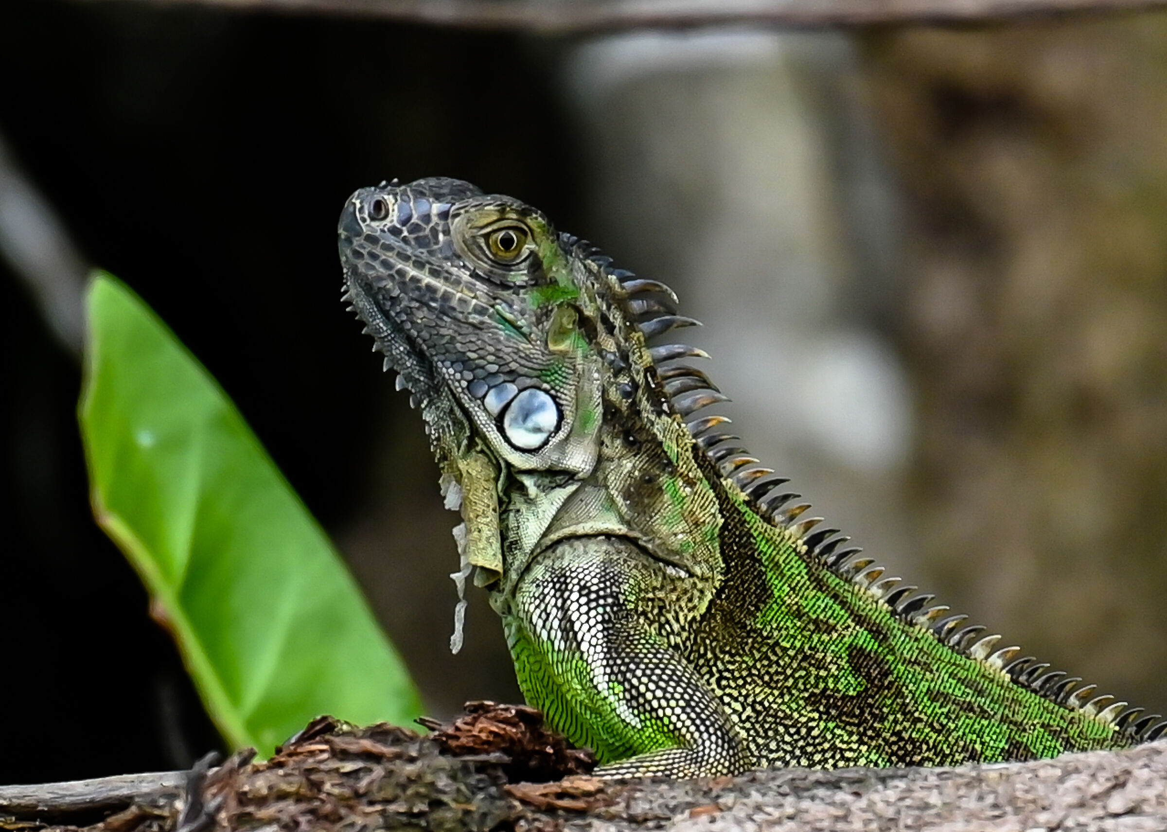 Green iguana...
