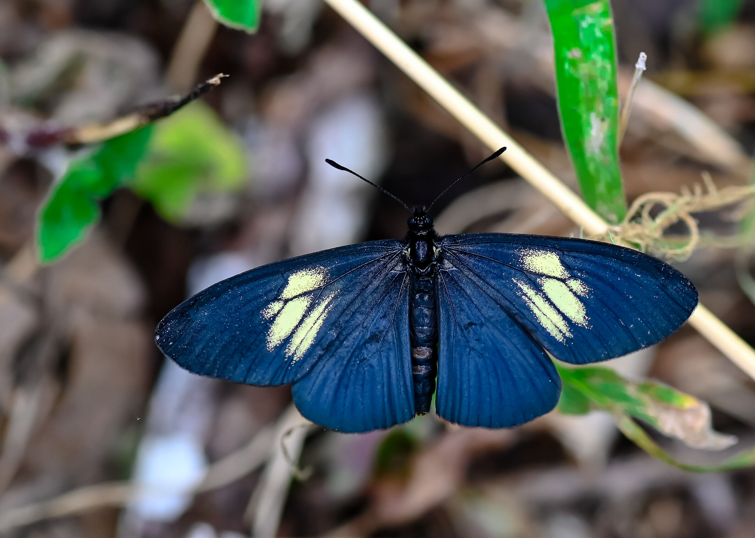 Costa Rican butterfly...