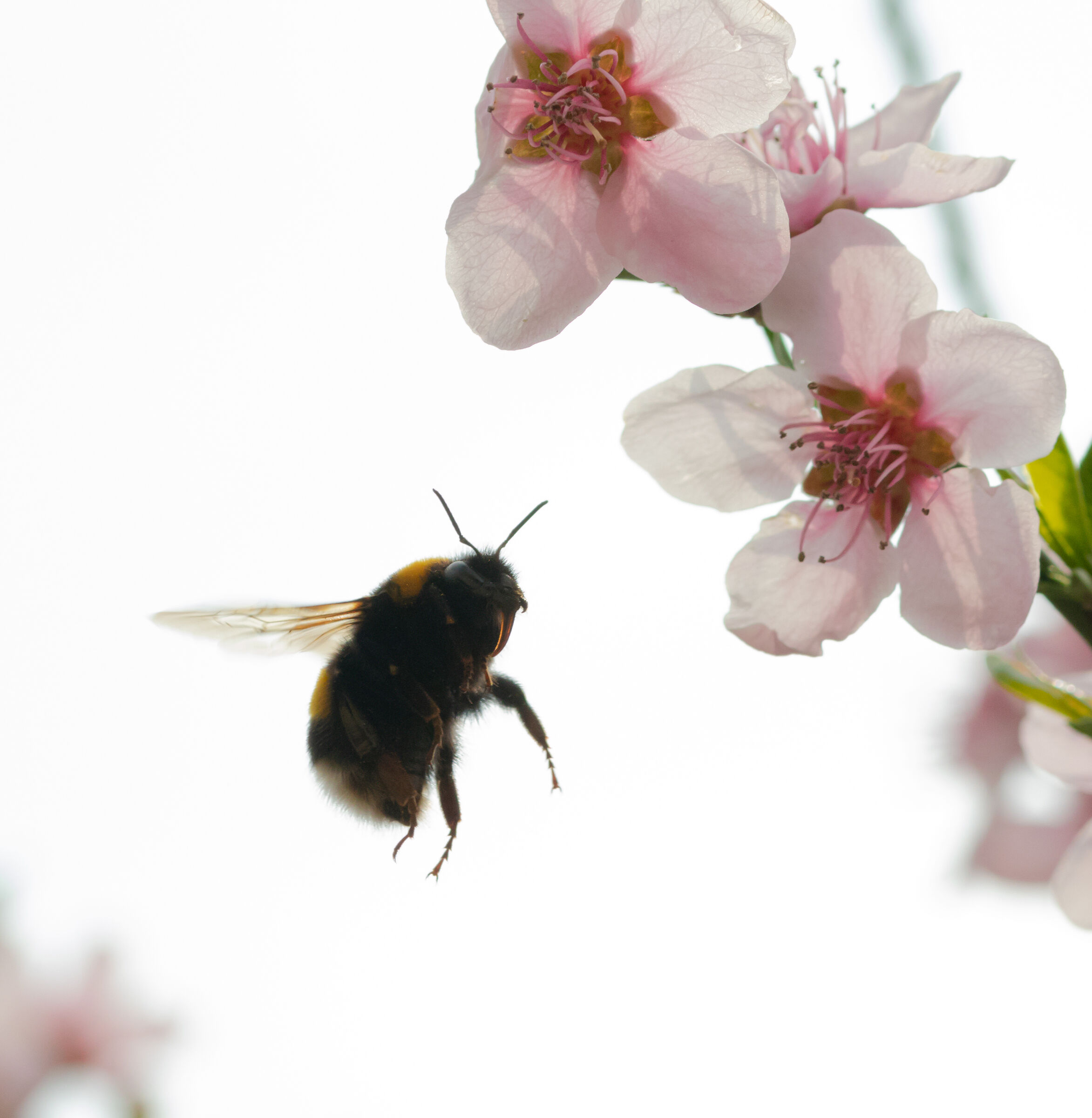 Bumblebee in flight in the midst of peach blossoms 20/03/2023...