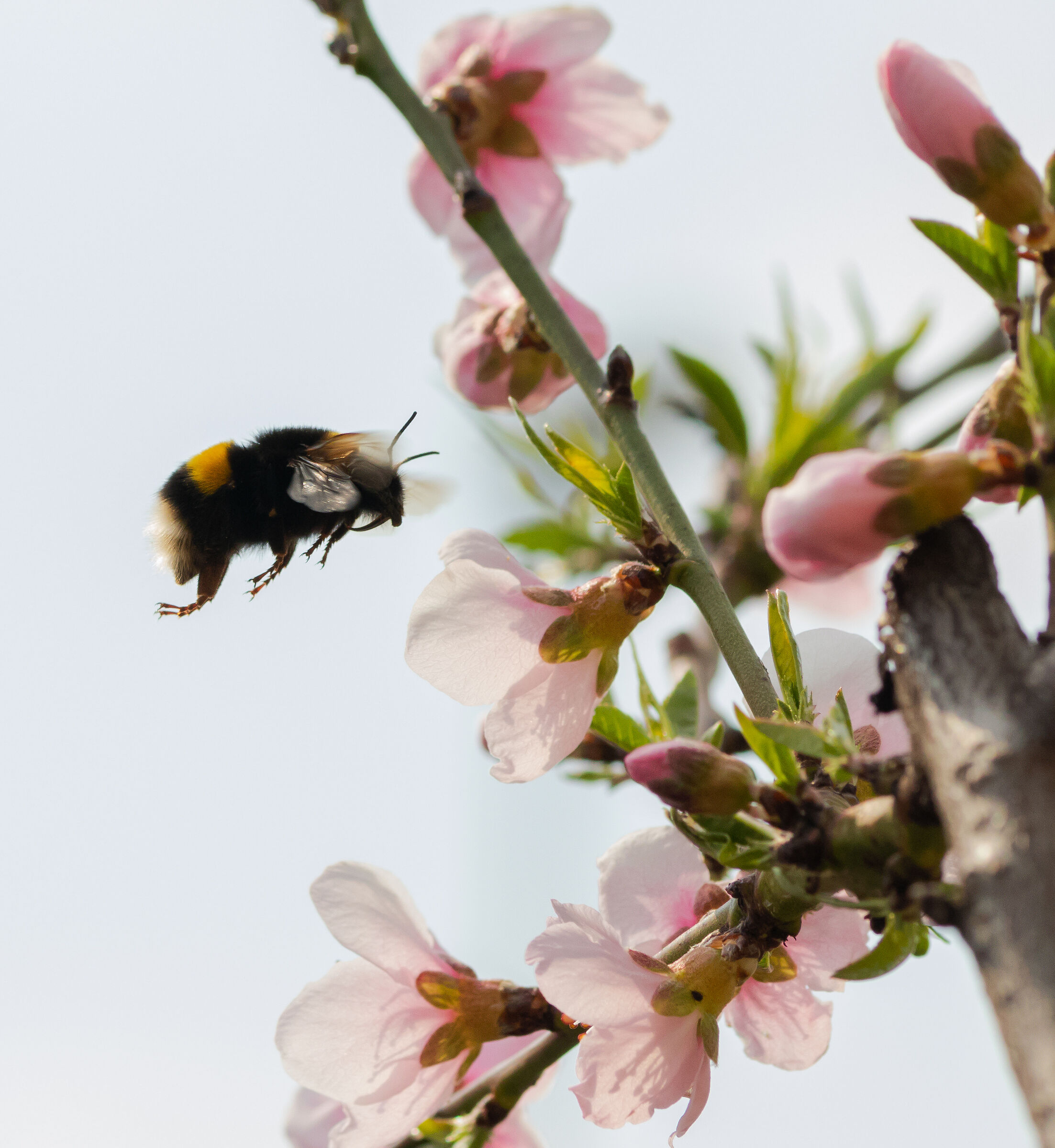 Bumblebee in flight in the midst of peach blossoms 20/03/2023...