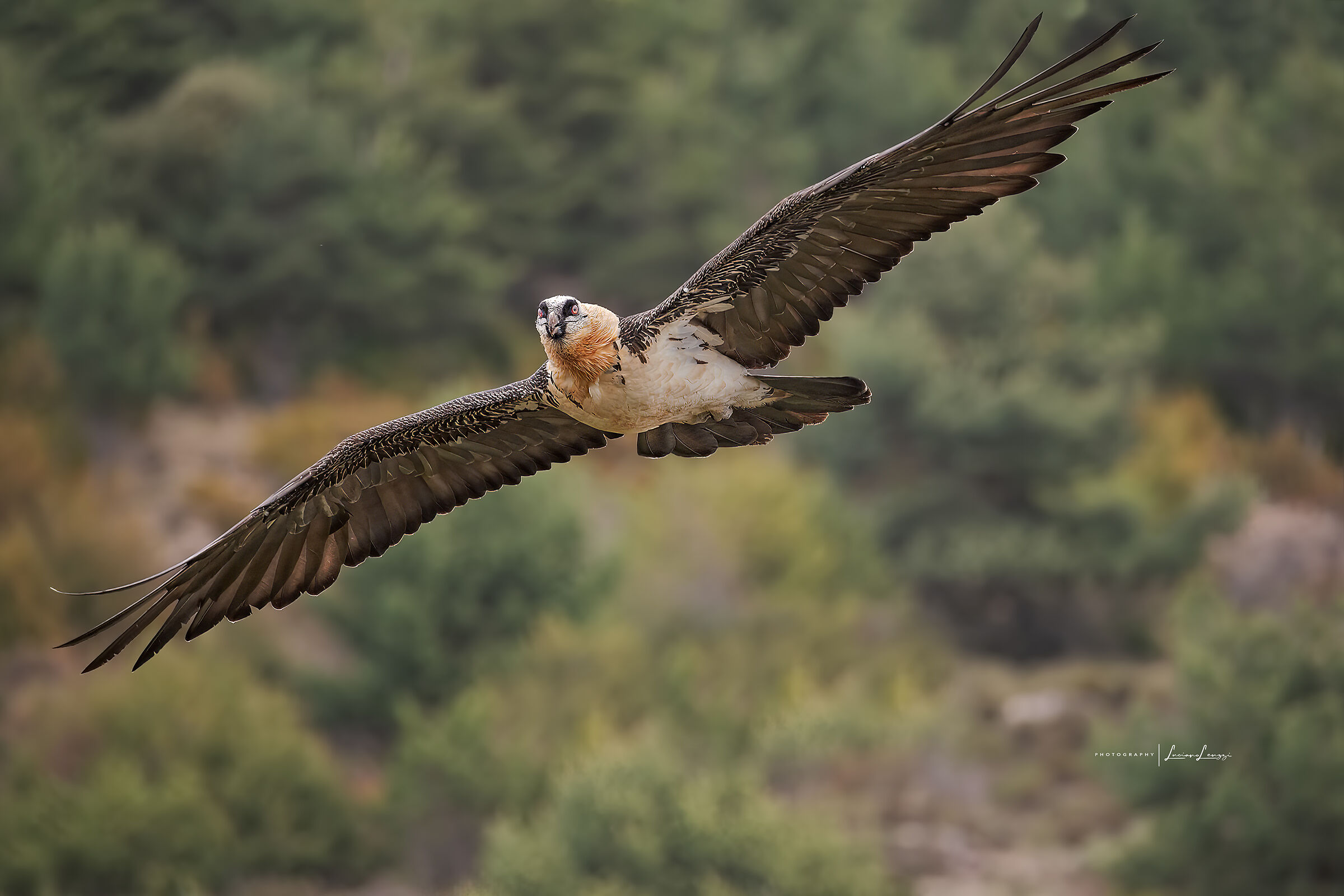 Imperfect adult bearded vulture ...