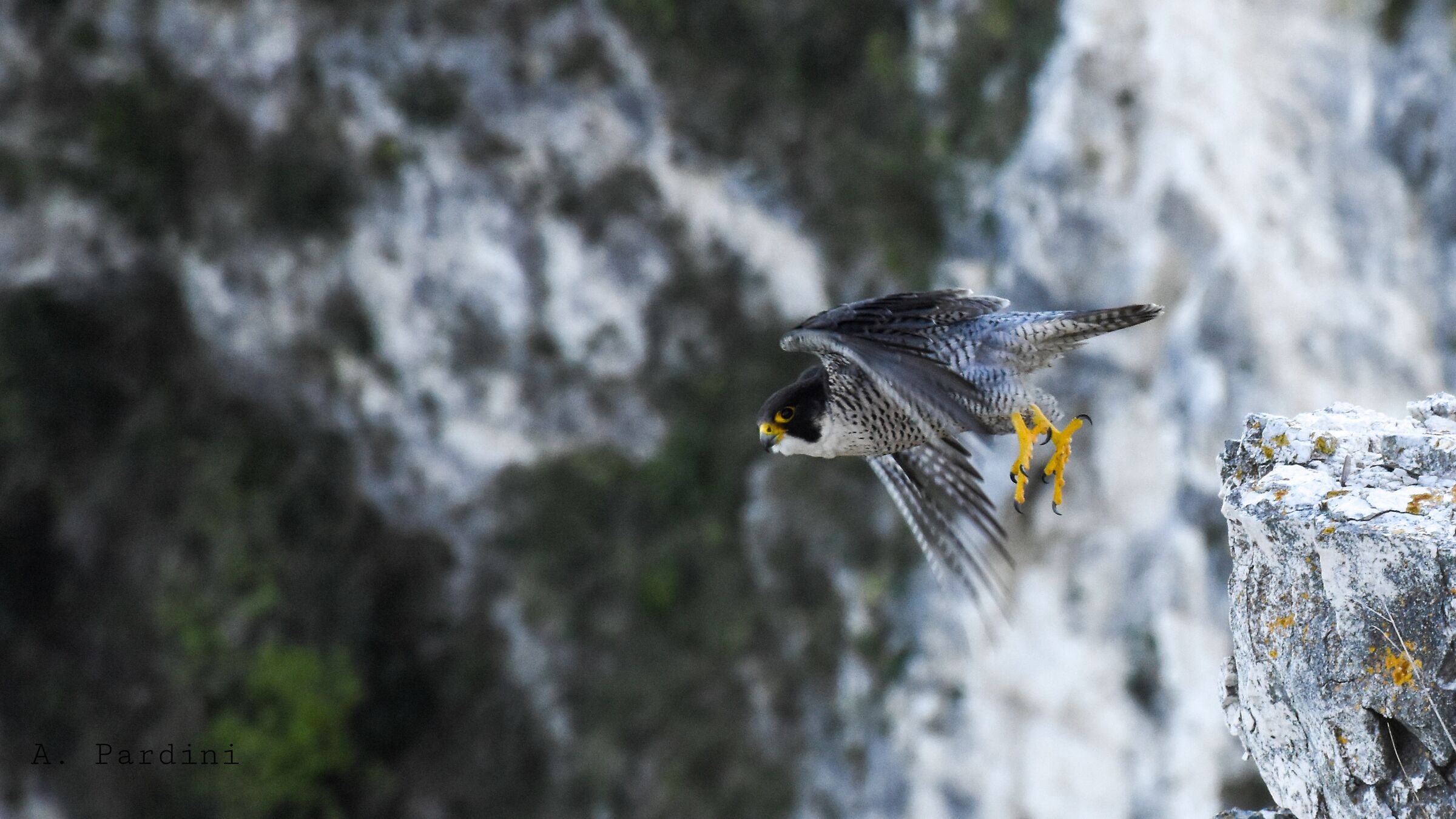 Peregrine falcon, rocky cliff Monte Conero...