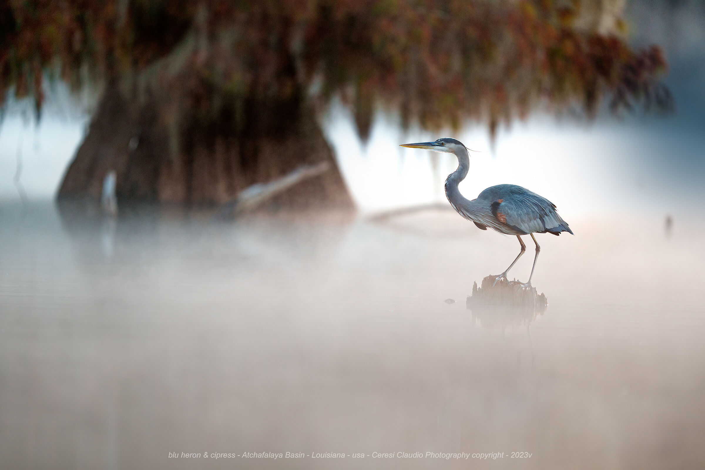 blue heron & cipress - Atchafalaya Basin Louisiana -...