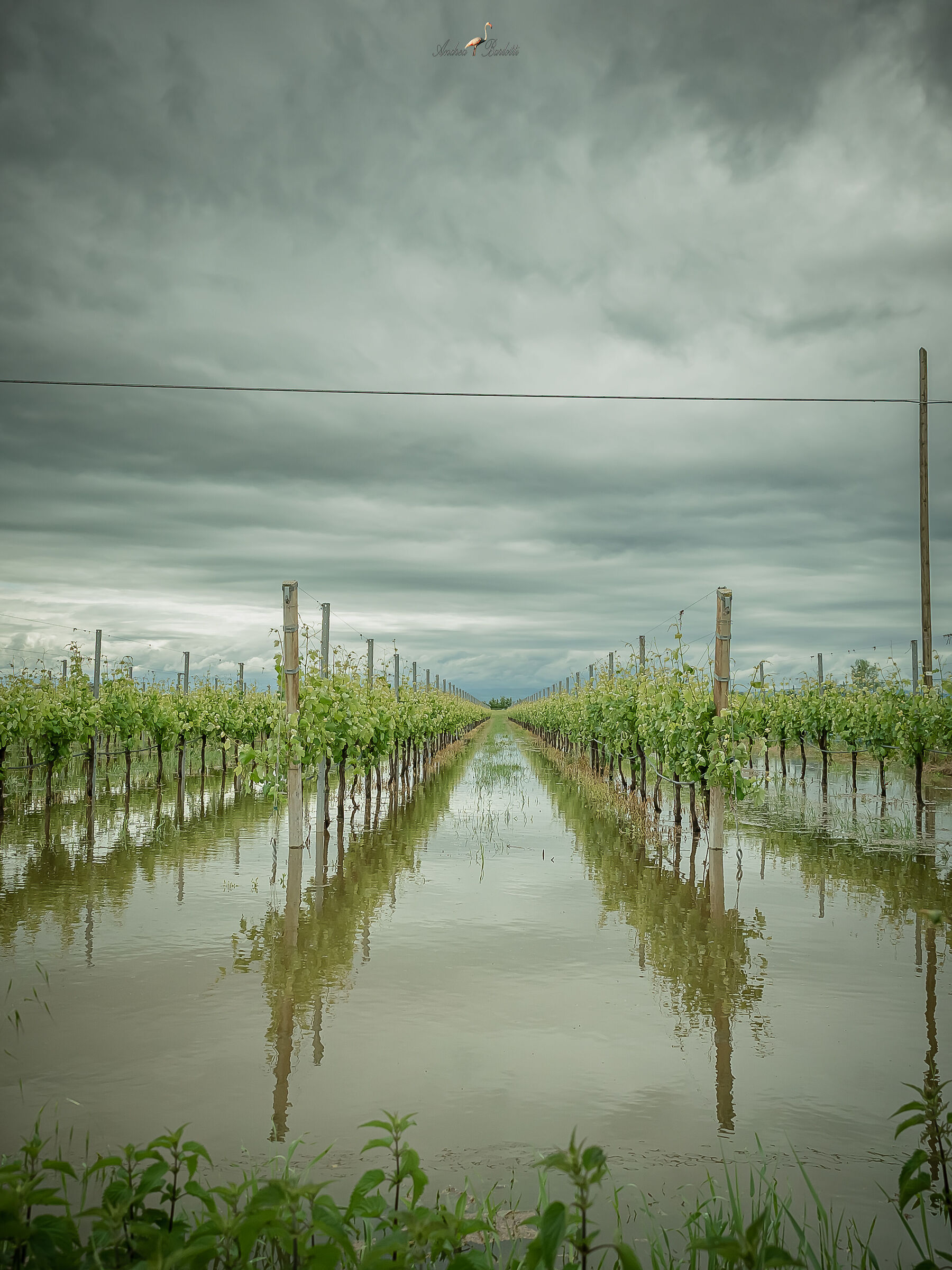 Flooded vineyards...