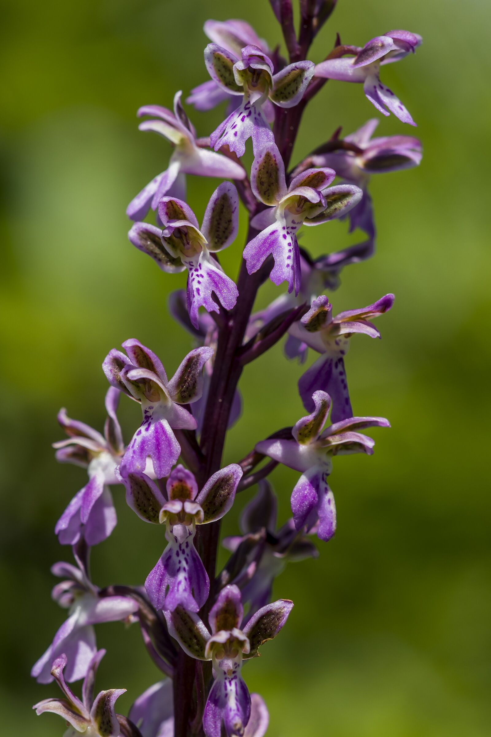 Orchis Patens...