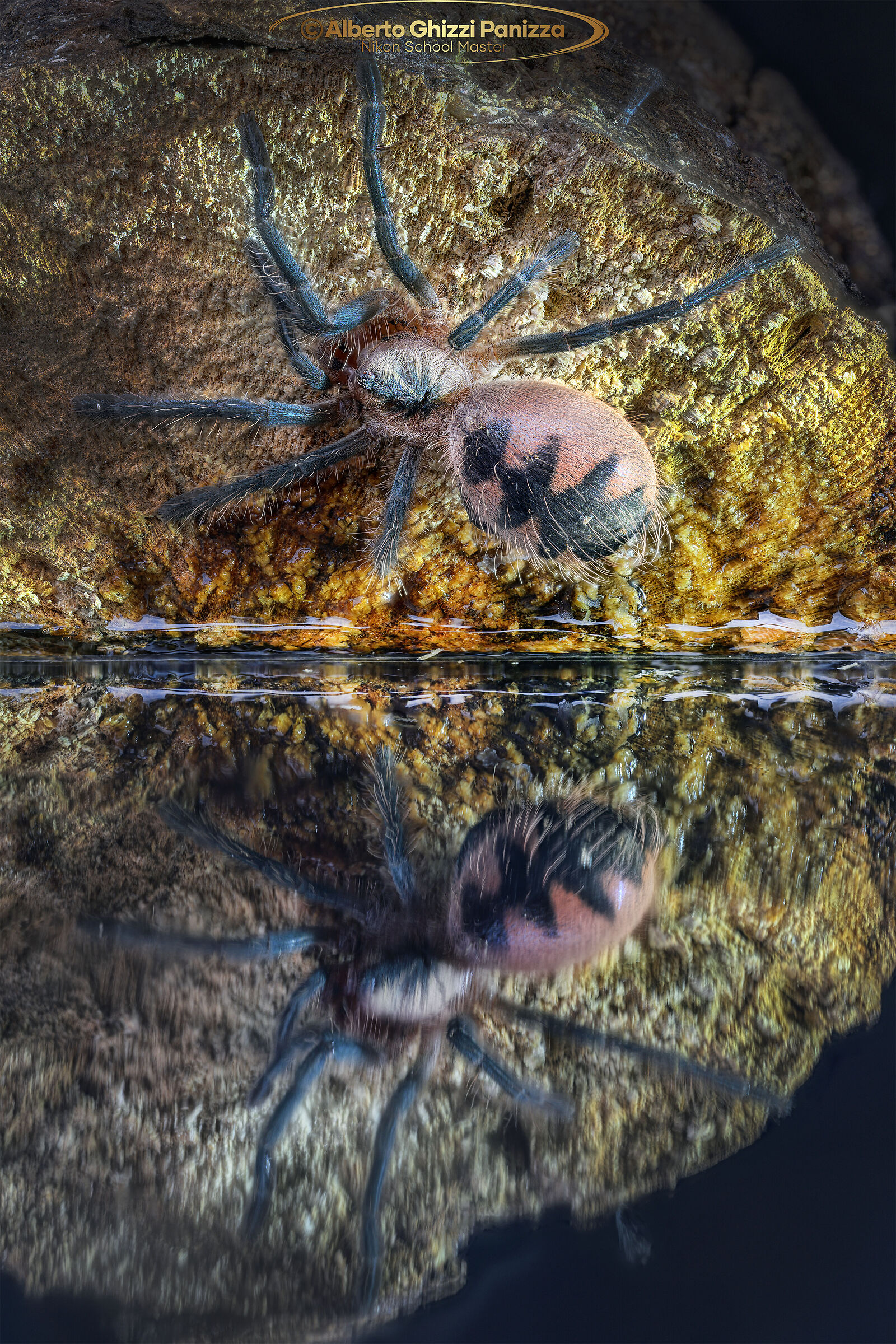 First focus stacking with Z8 definitive - Tarantula...