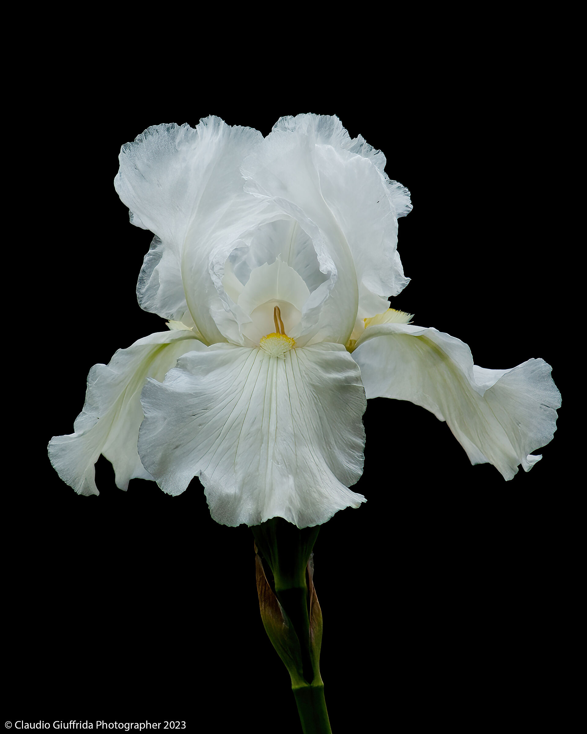 Iris albicans...