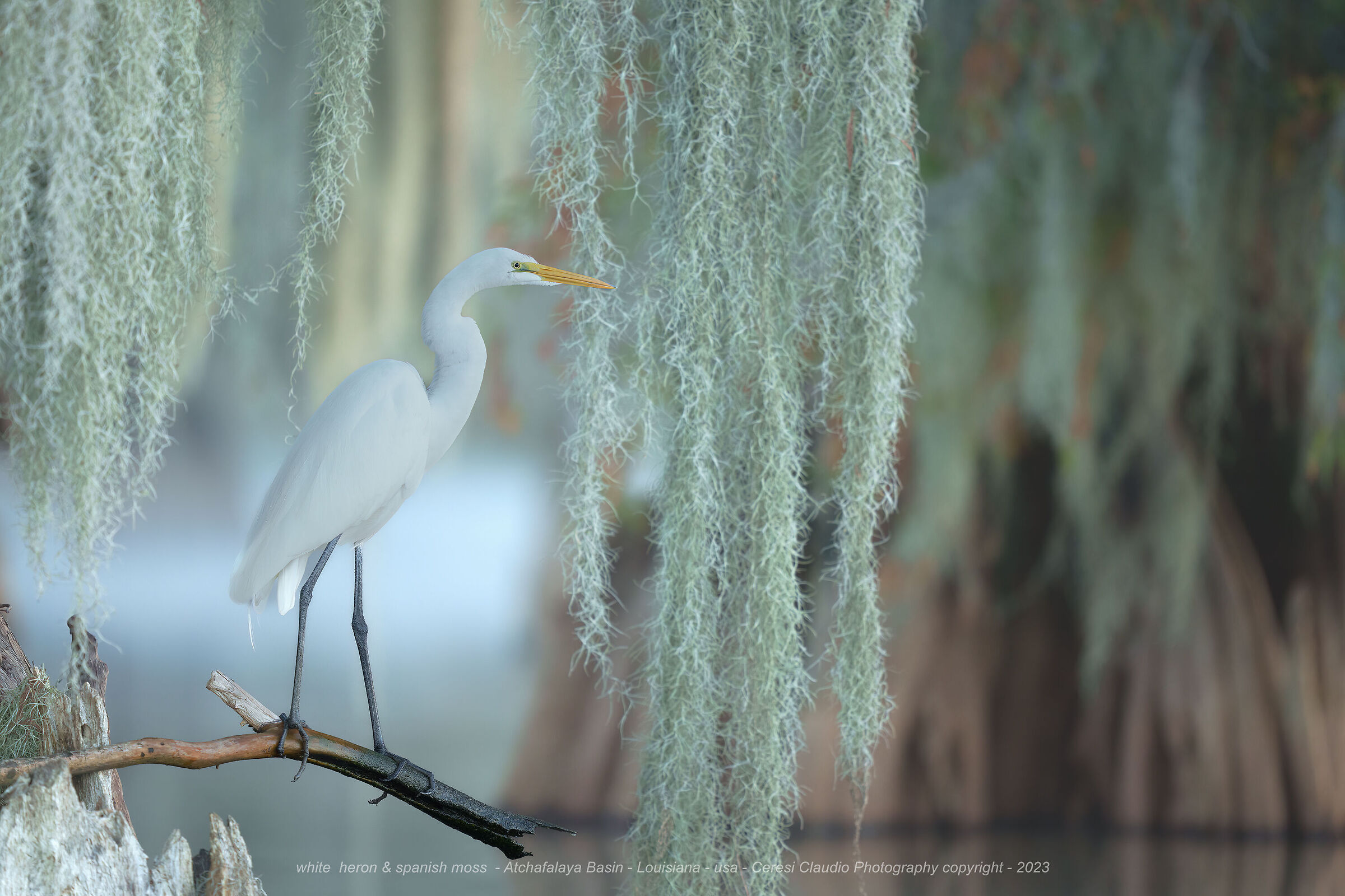 white heron & spanish moss - Atchafalaya Basin ...