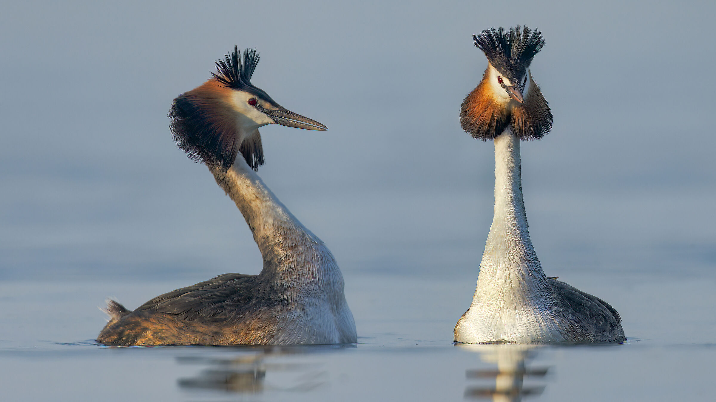 Courting grebes...