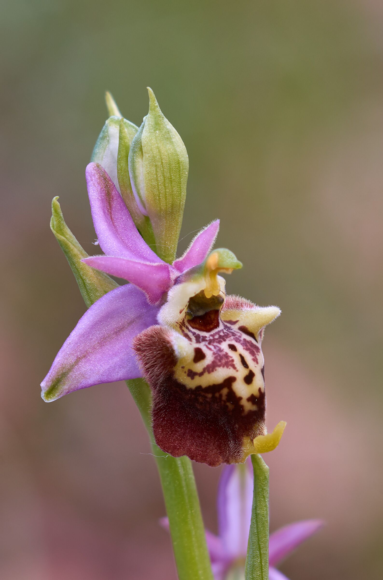 Ophrys dinarica...