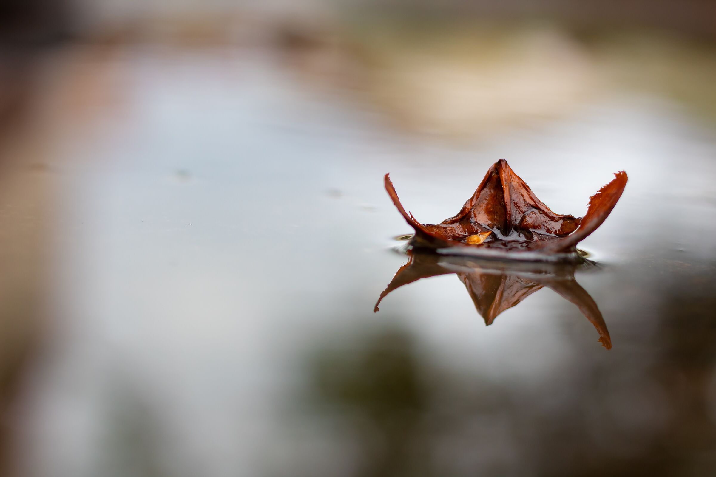 Leaf reflected on a body of water...
