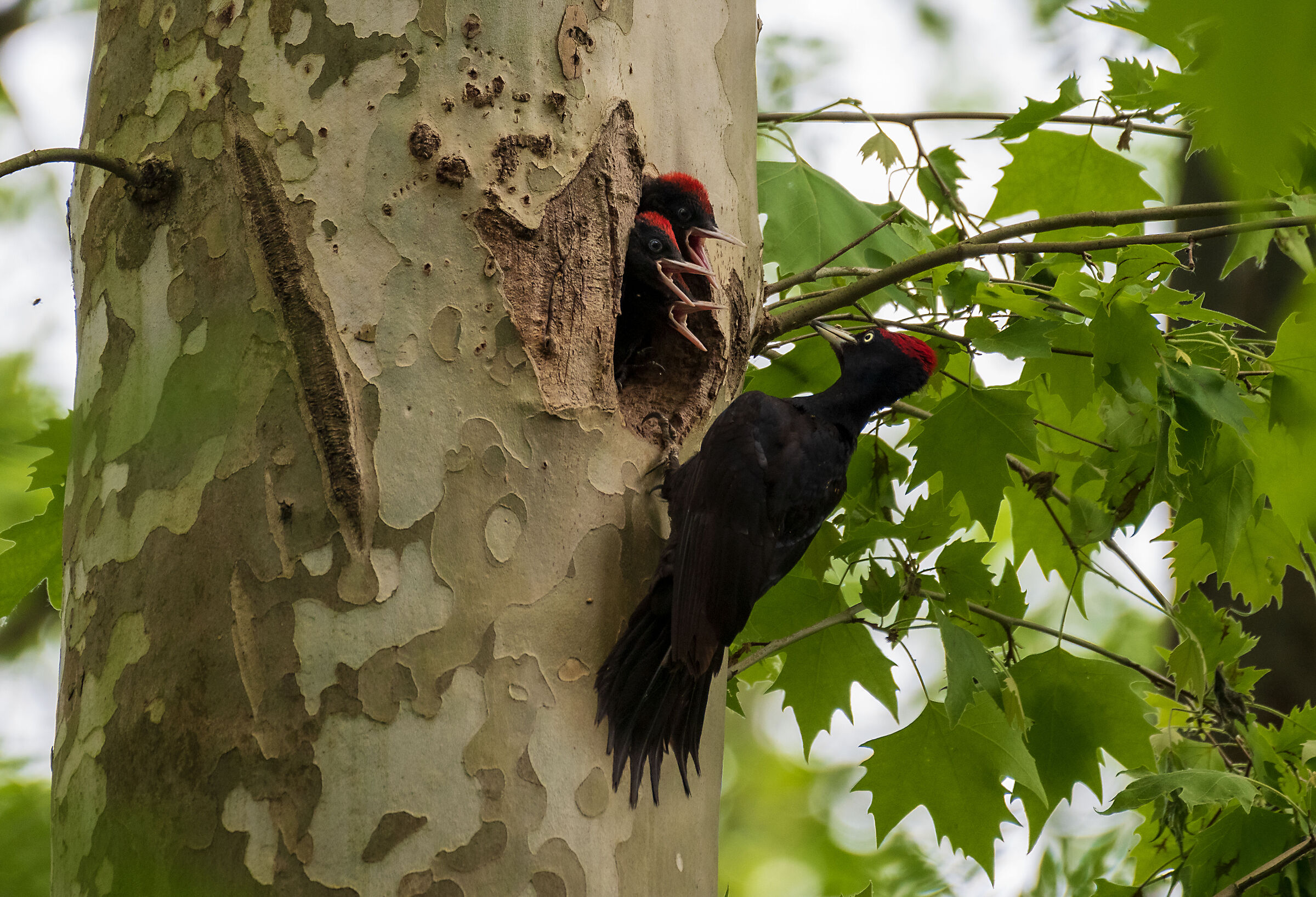 Black woodpecker and small...