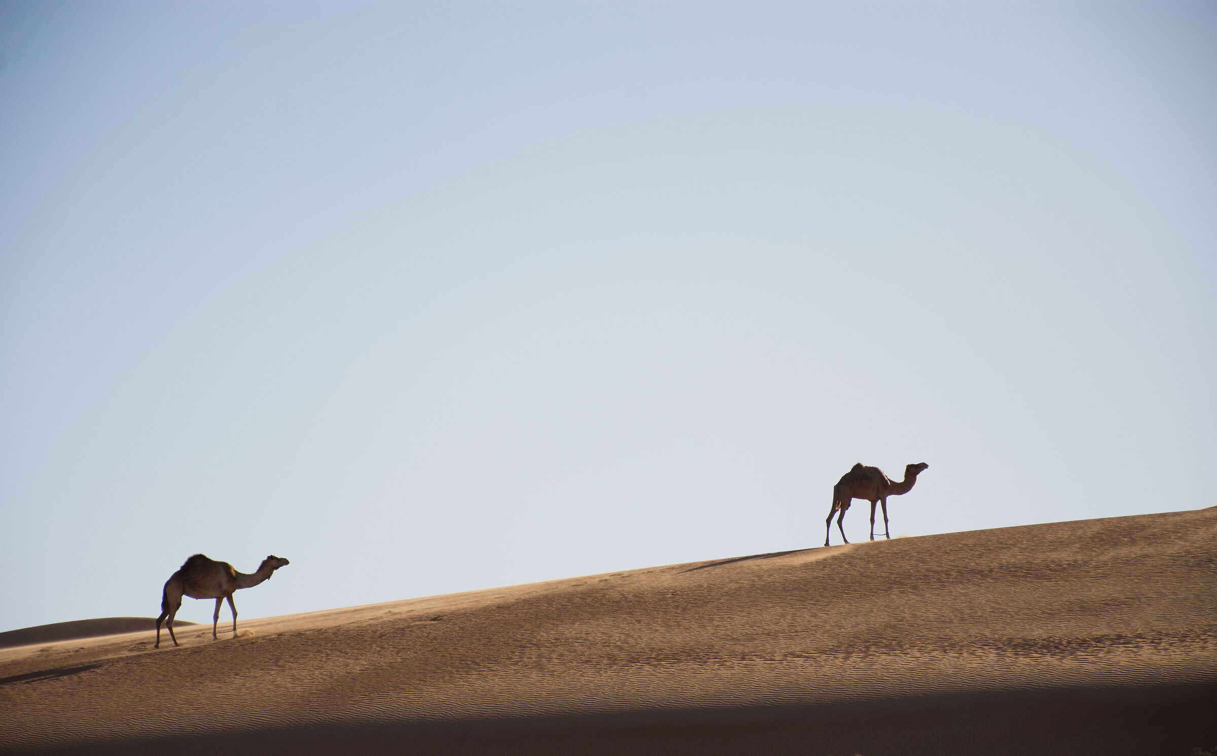 Wahiba Sands camels Oman...