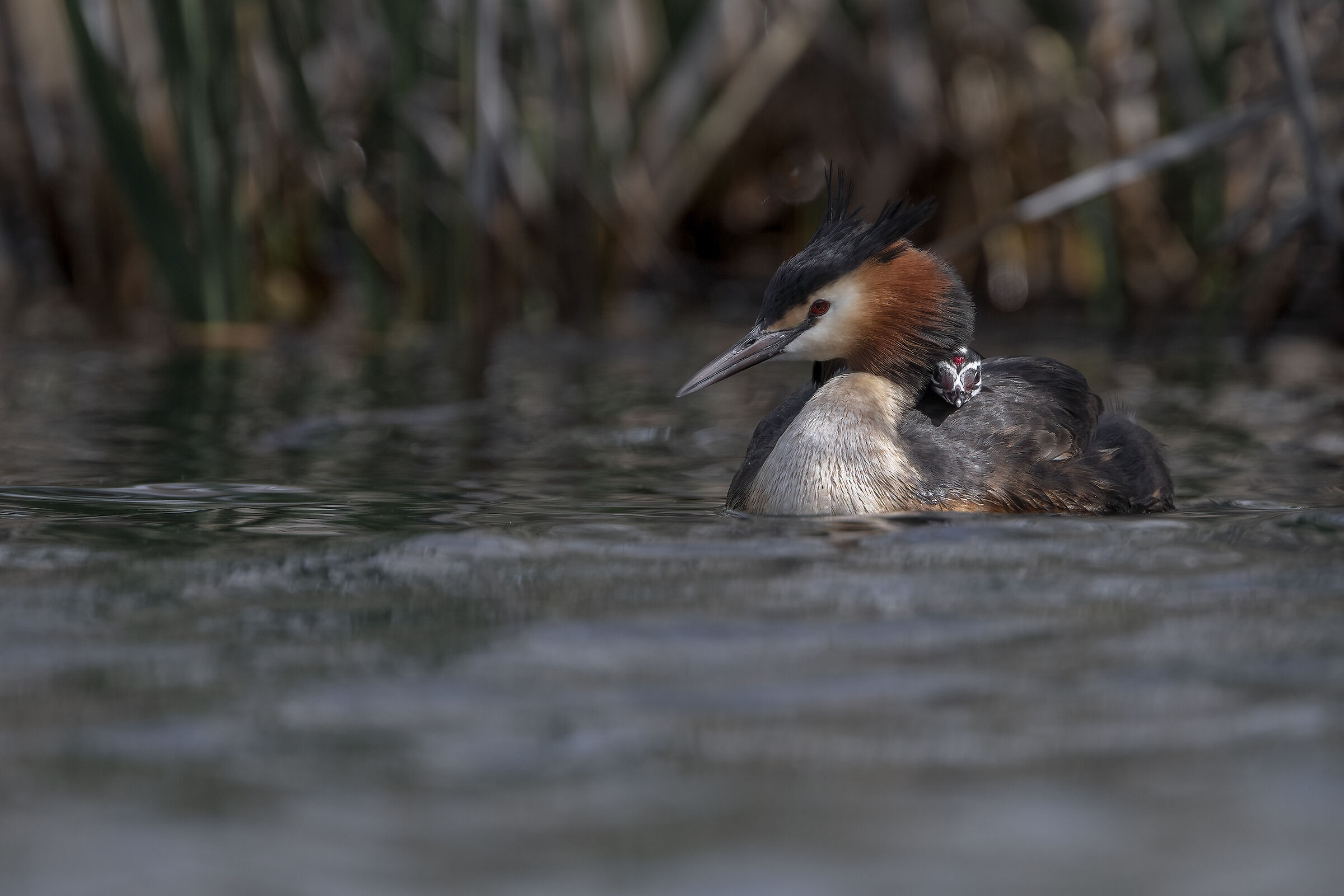 Grebe mom with baby...