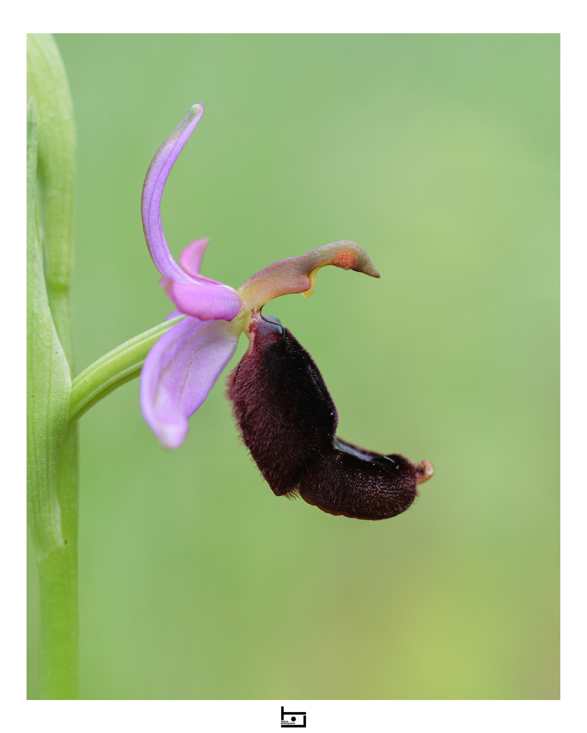Archetype13/model=?:Ophrys-bertolonii:...