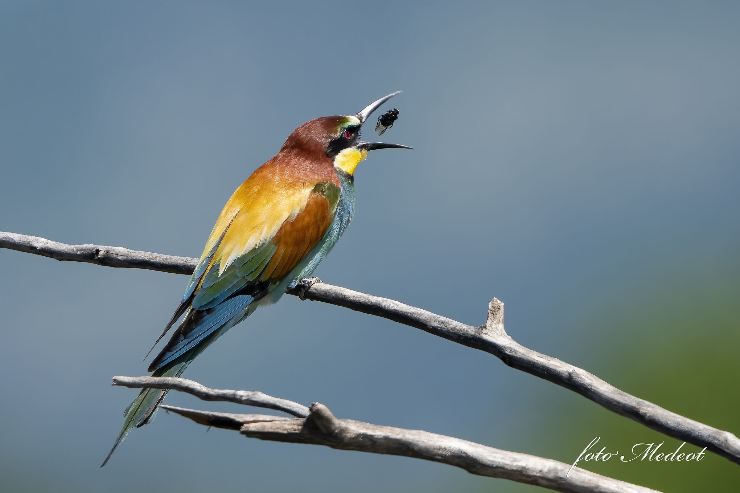 Bee-eater for lunch...