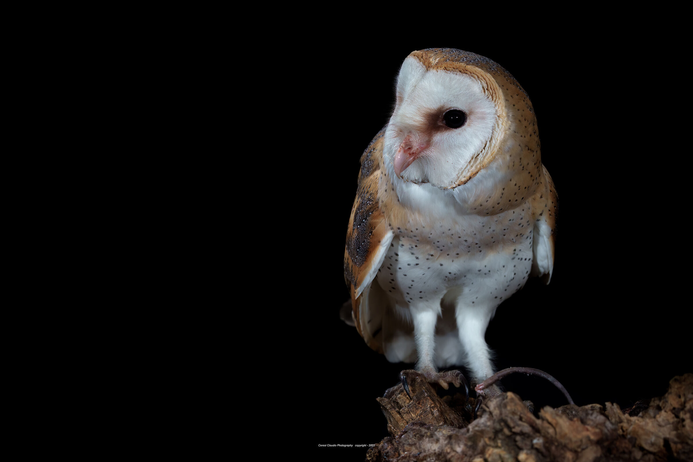 barn owl ...