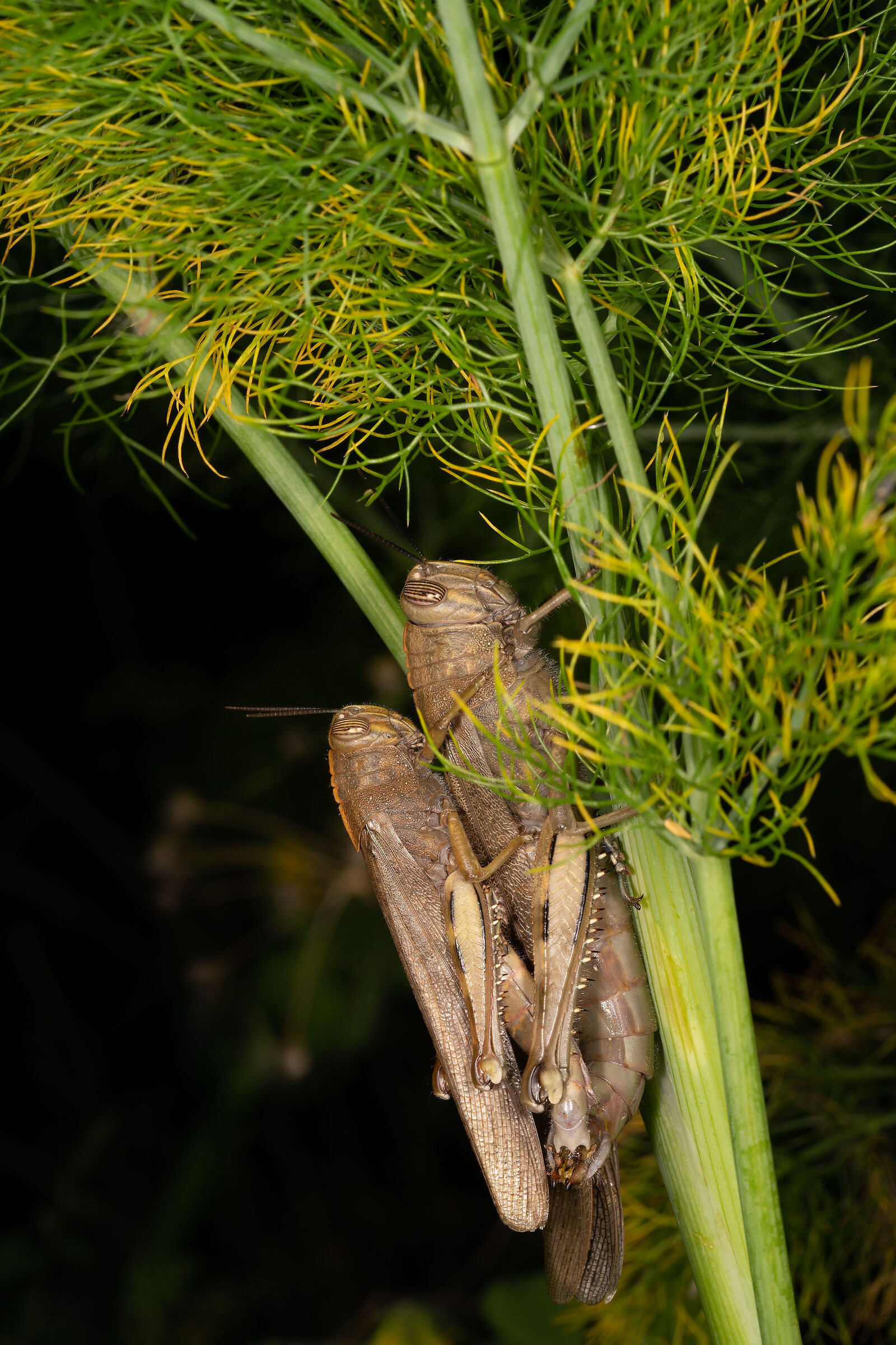 Mating Egyptian locusts...