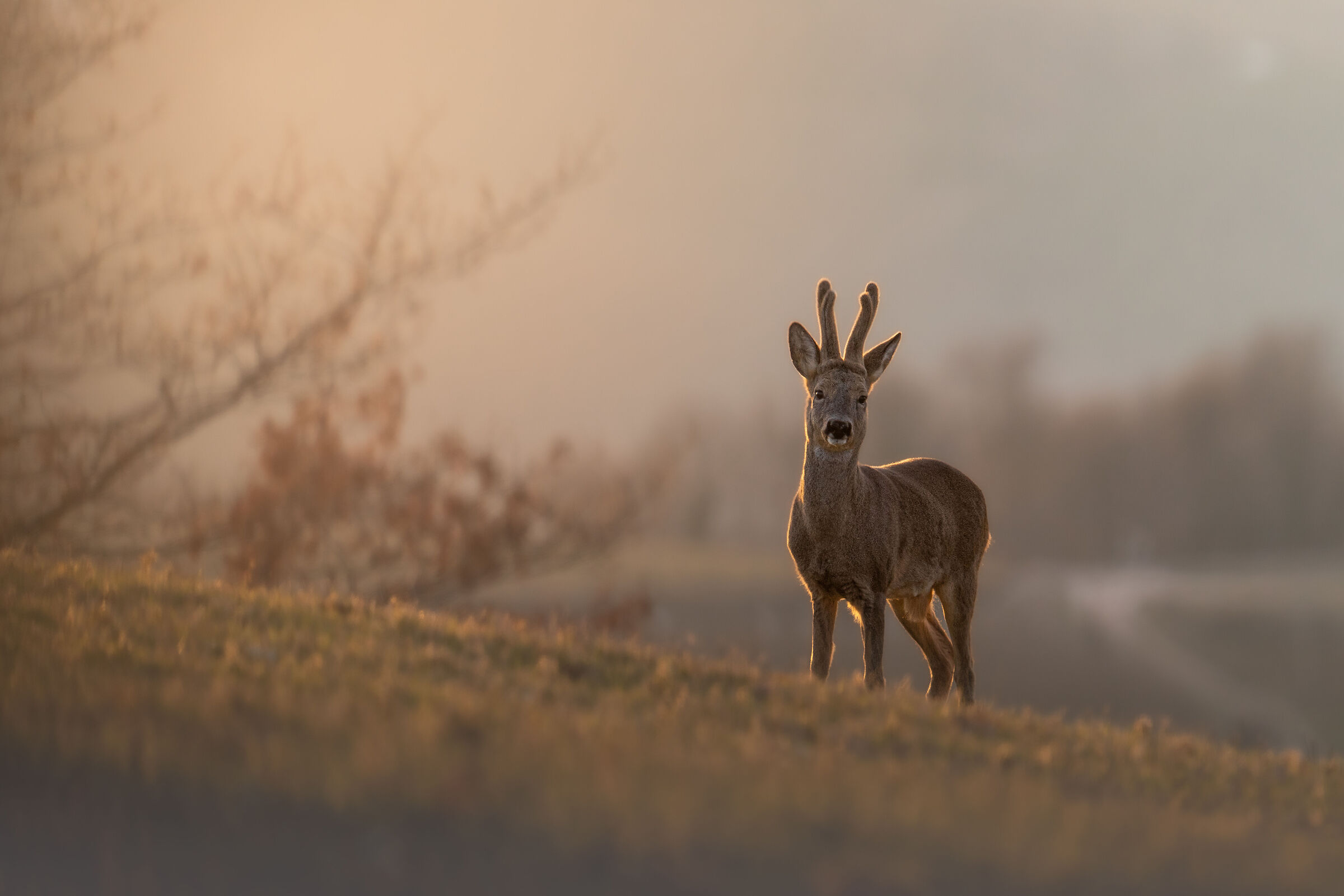 The golden roe deer...
