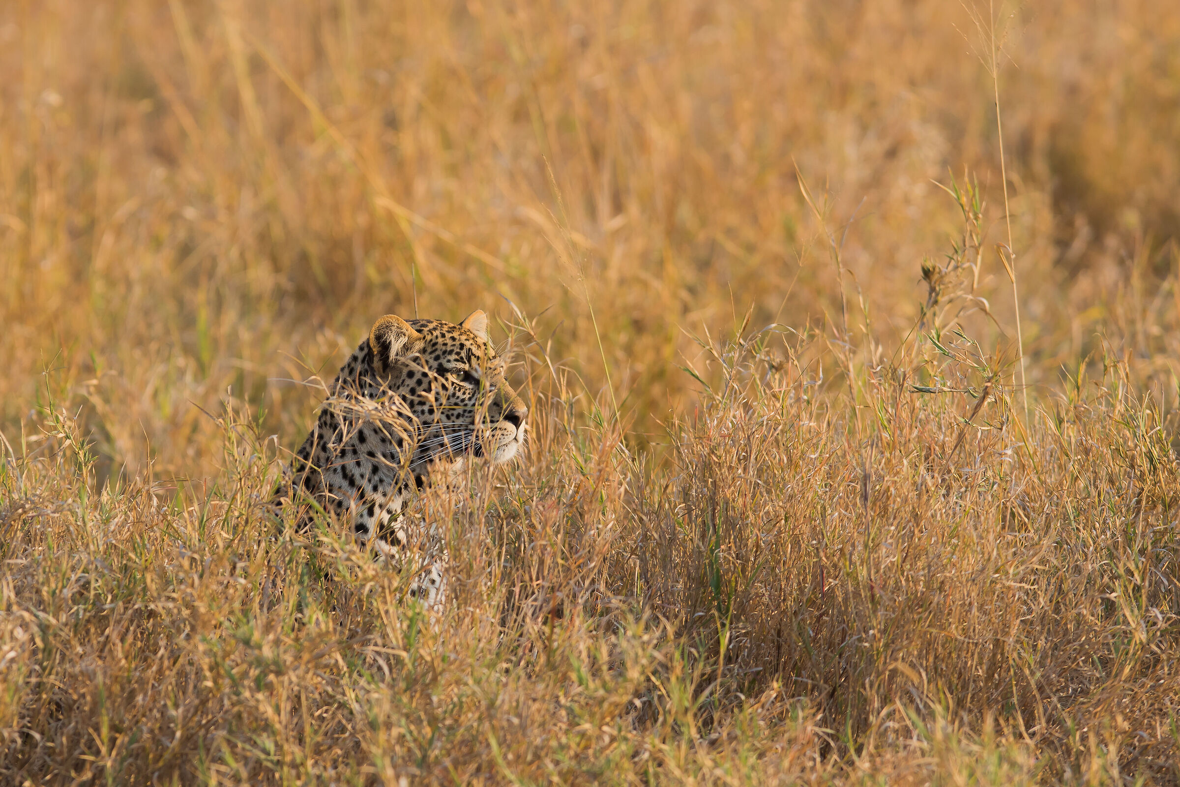 Leopard (Panthera pardus)...