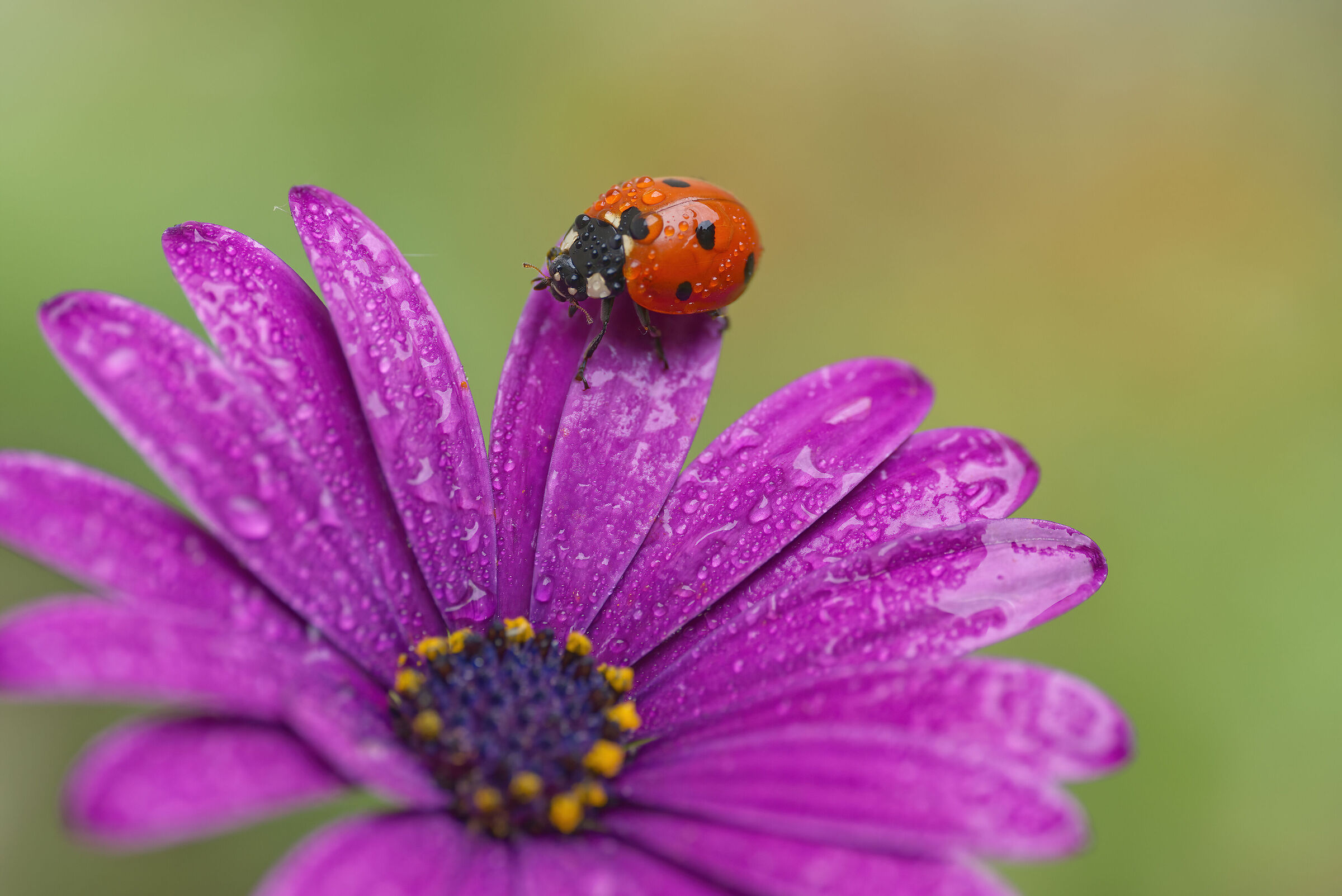 Let's say, "Even luckier wet ladybug."...