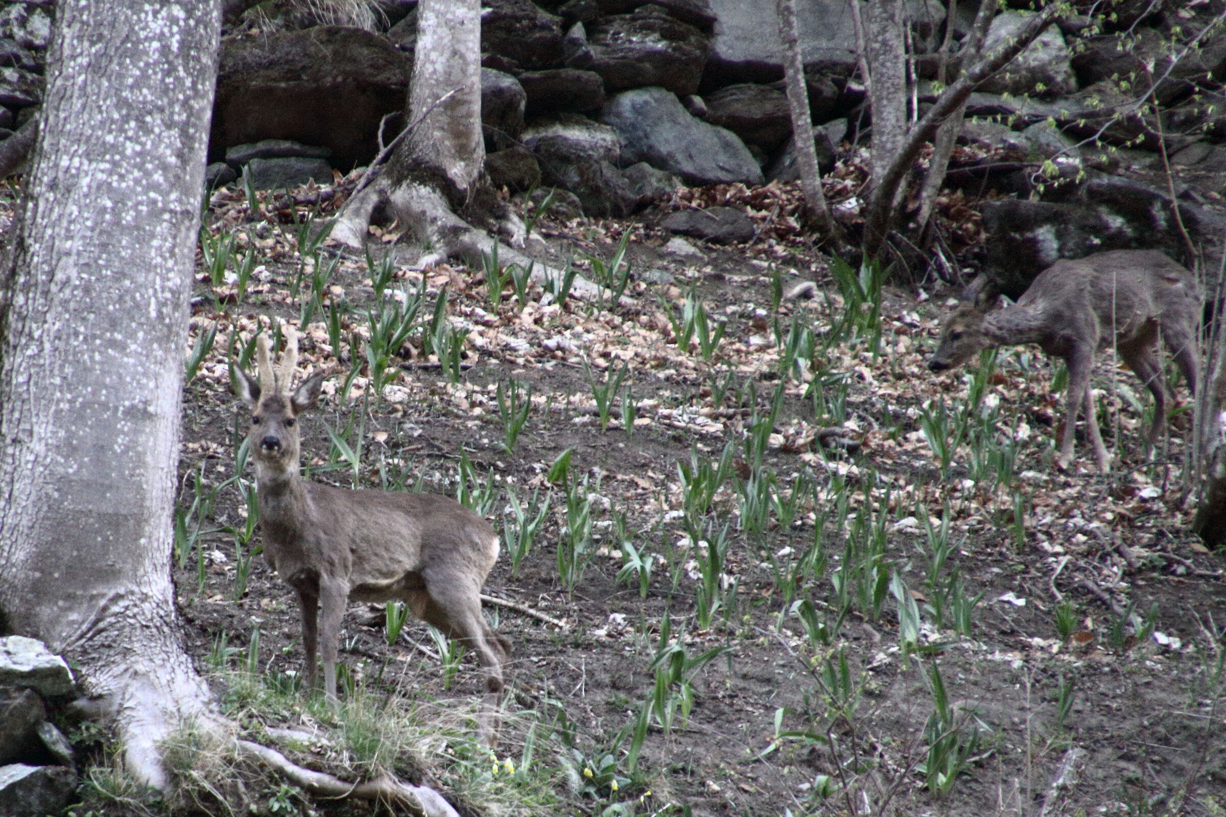 Roe deer in the woods.....