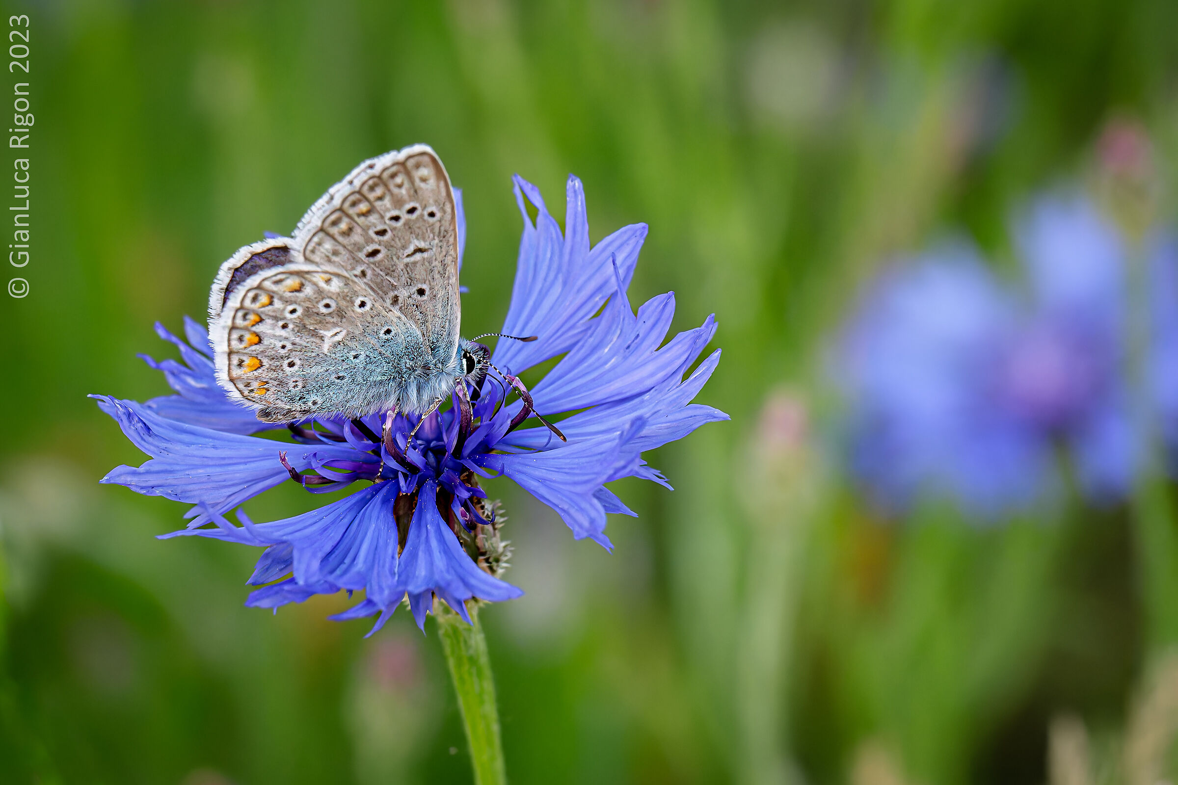 The butterfly on the cornflower...